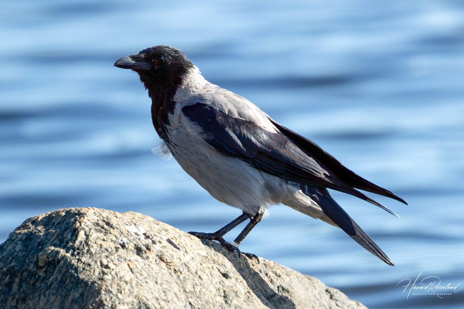 Crokae Kråke (Corvus cornix) | Wildlife Vagabond