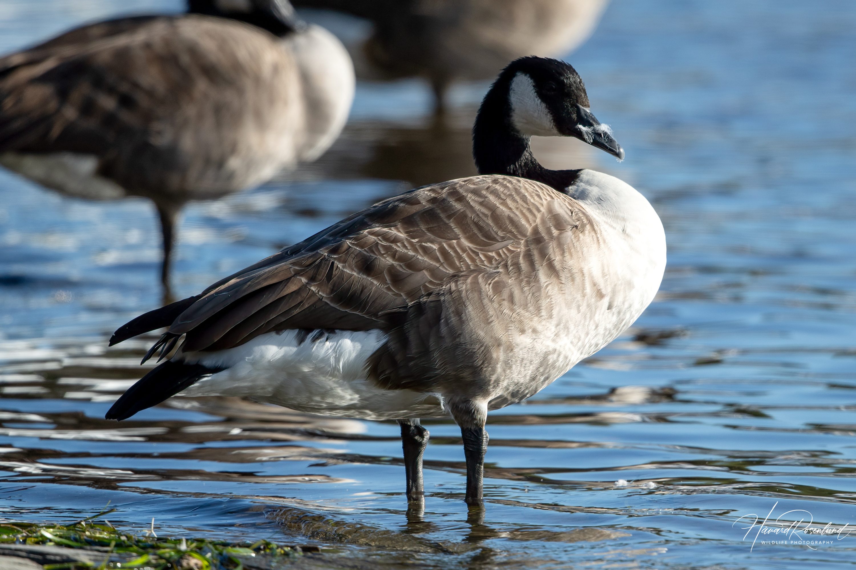 Canada Goose (Branta canadensis) @ Fornebu, Norway. Photo: Håvard Rosenlund