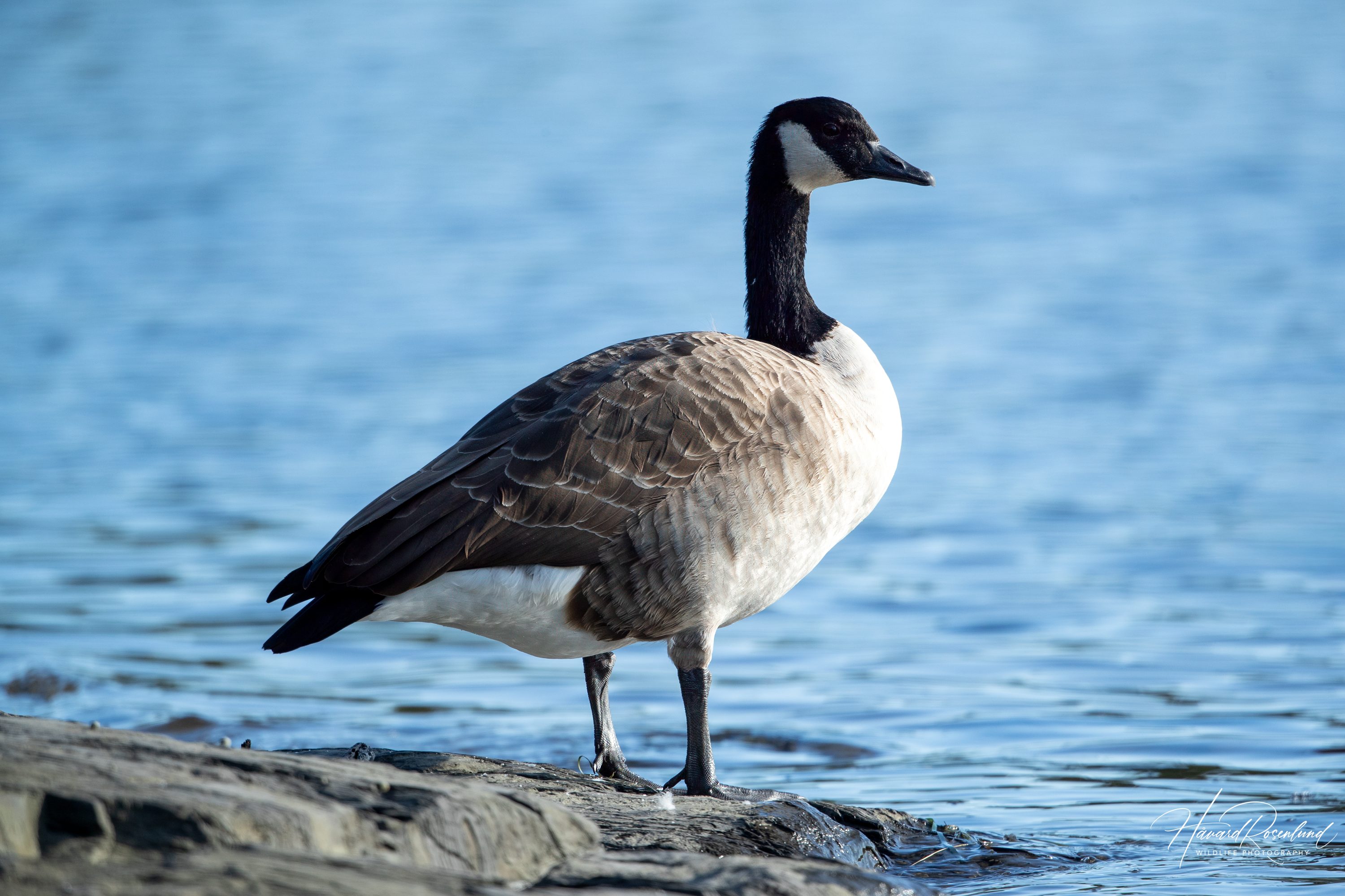 Canada Goose (Branta canadensis) @ Fornebu, Norway. Photo: Håvard Rosenlund