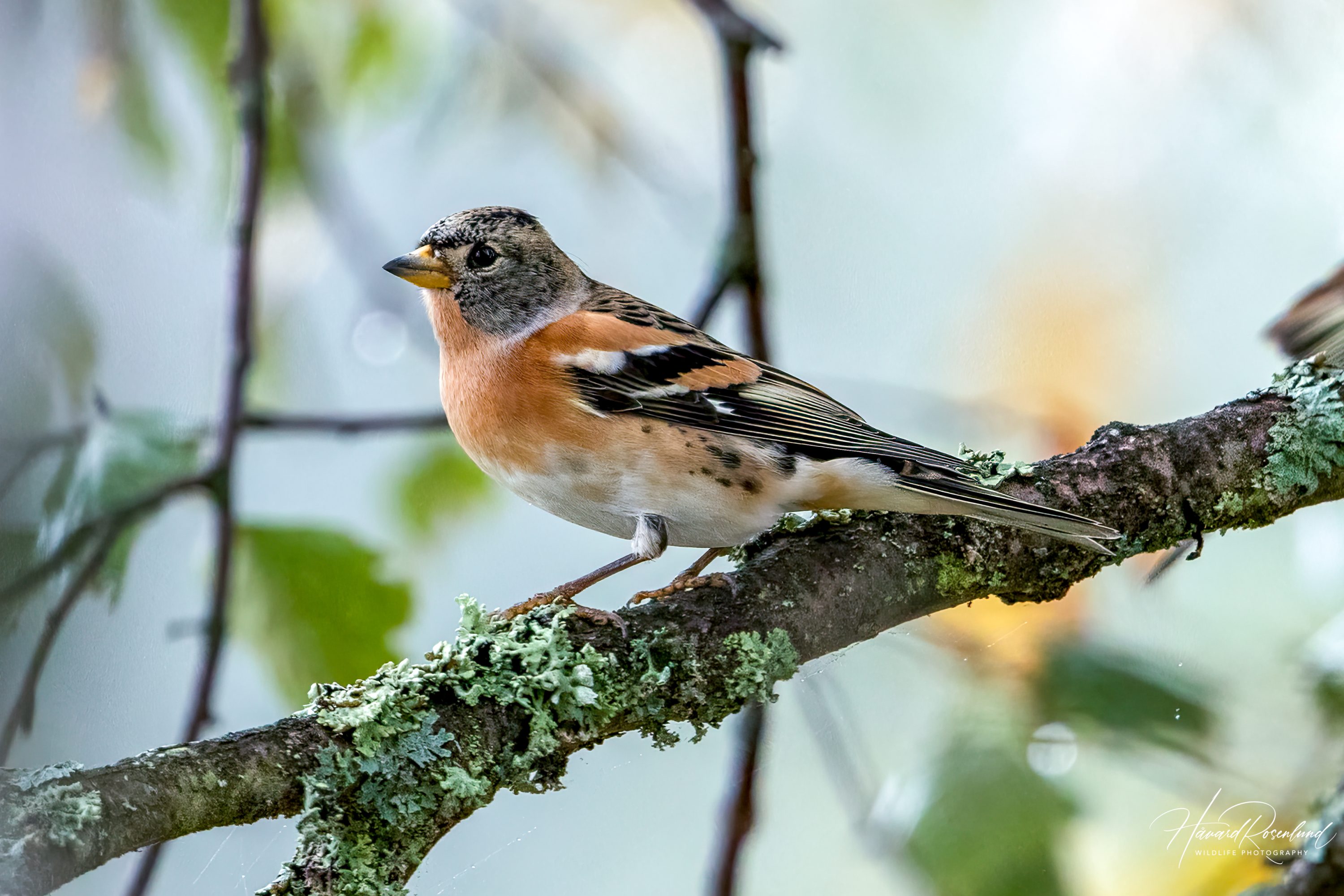 Brambling (Fringilla montifringilla) @ Nordre Øyeren Nature Reserve, Norway. Photo: Håvard Rosenlund