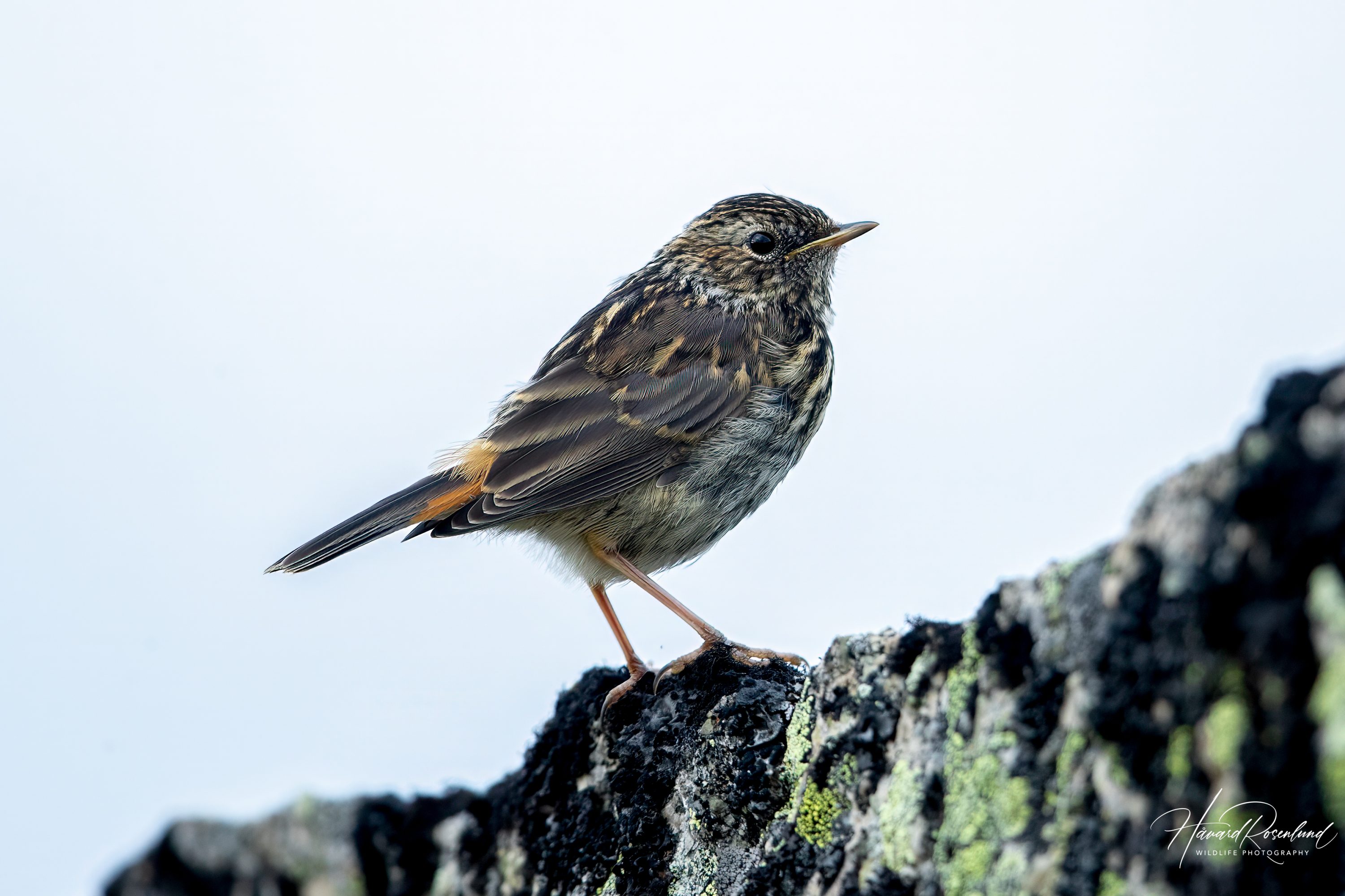 Blåstrupe (Luscinia svecica) - Ungfugl @ Finse. Foto: Håvard Rosenlund