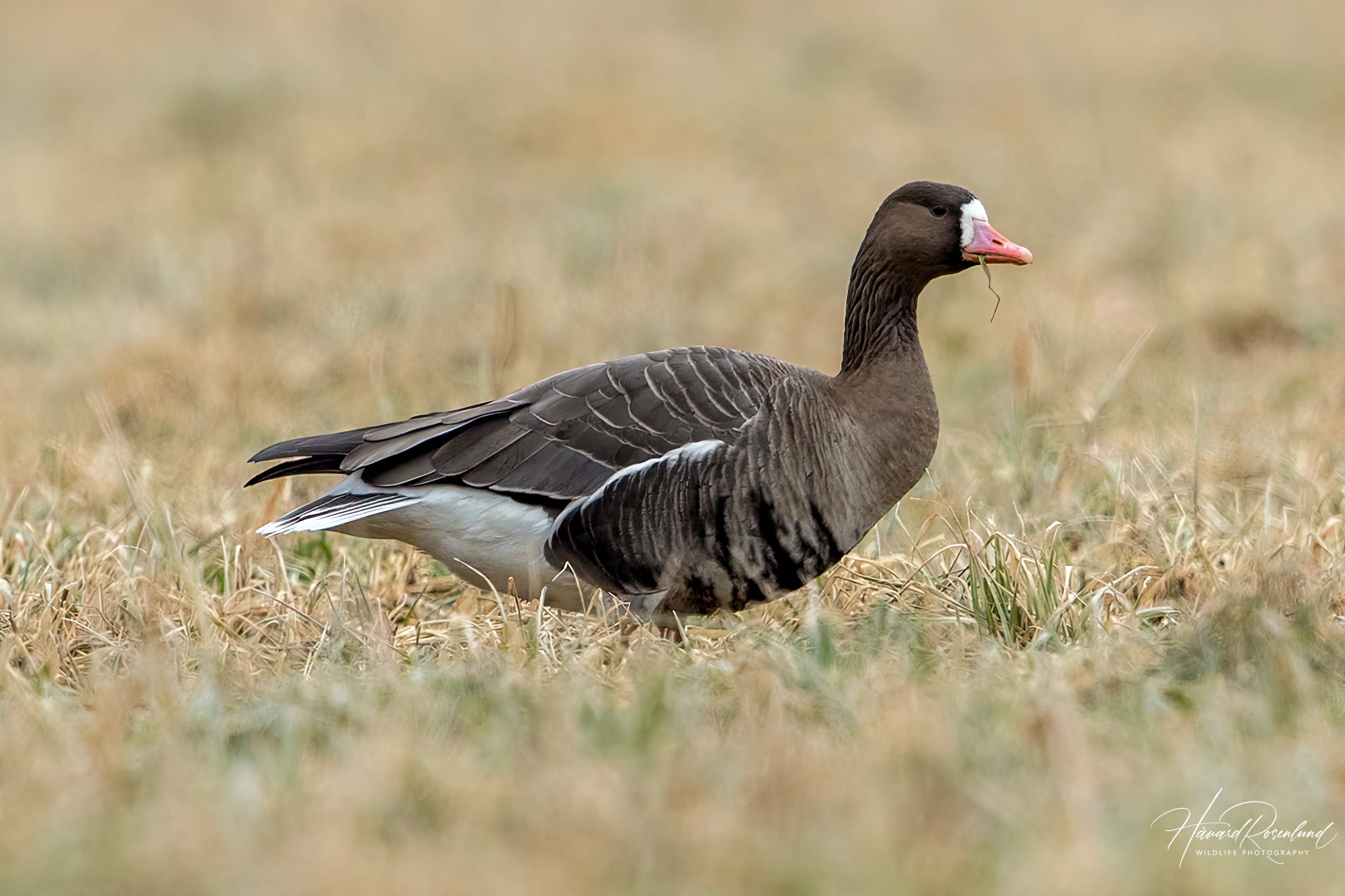 Greater White-fronted Goose (Anser albifrons) @ Bygdøy, Oslo, Norway. Photo: Håvard Rosenlund
