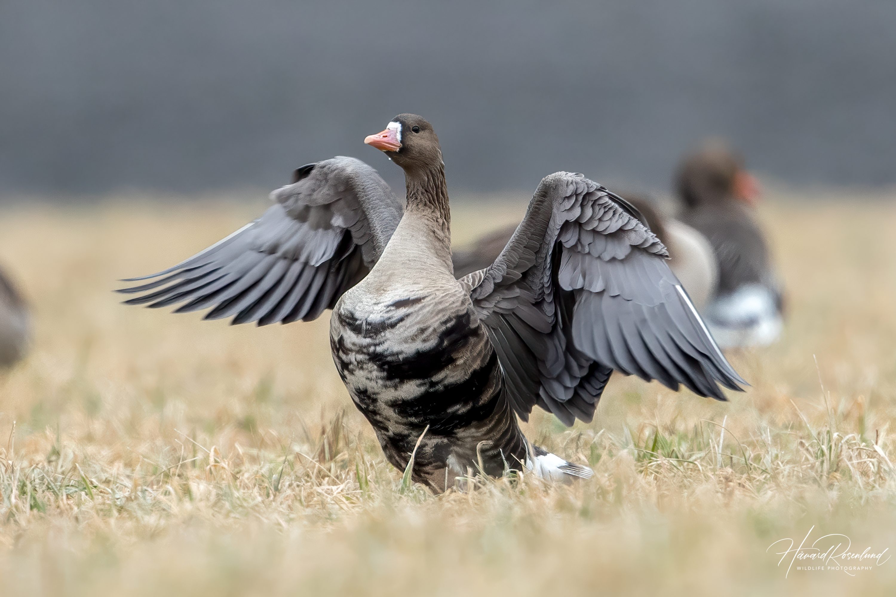 Greater White-fronted Goose (Anser albifrons) @ Bygdøy, Oslo, Norway. Photo: Håvard Rosenlund