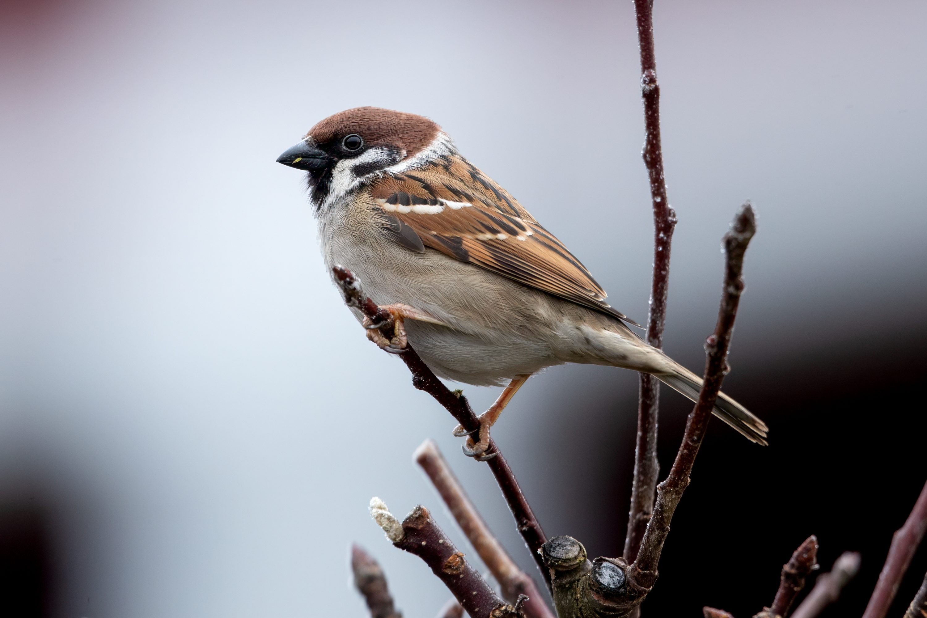 Pilfink (Passer montanus) @ Bygdøy, Oslo. Foto: Håvard Rosenlundasian Tree Sparrow (Passer montanus) @ Bygdøy, Oslo, Norway. Photo: Håvard Rosenlund
