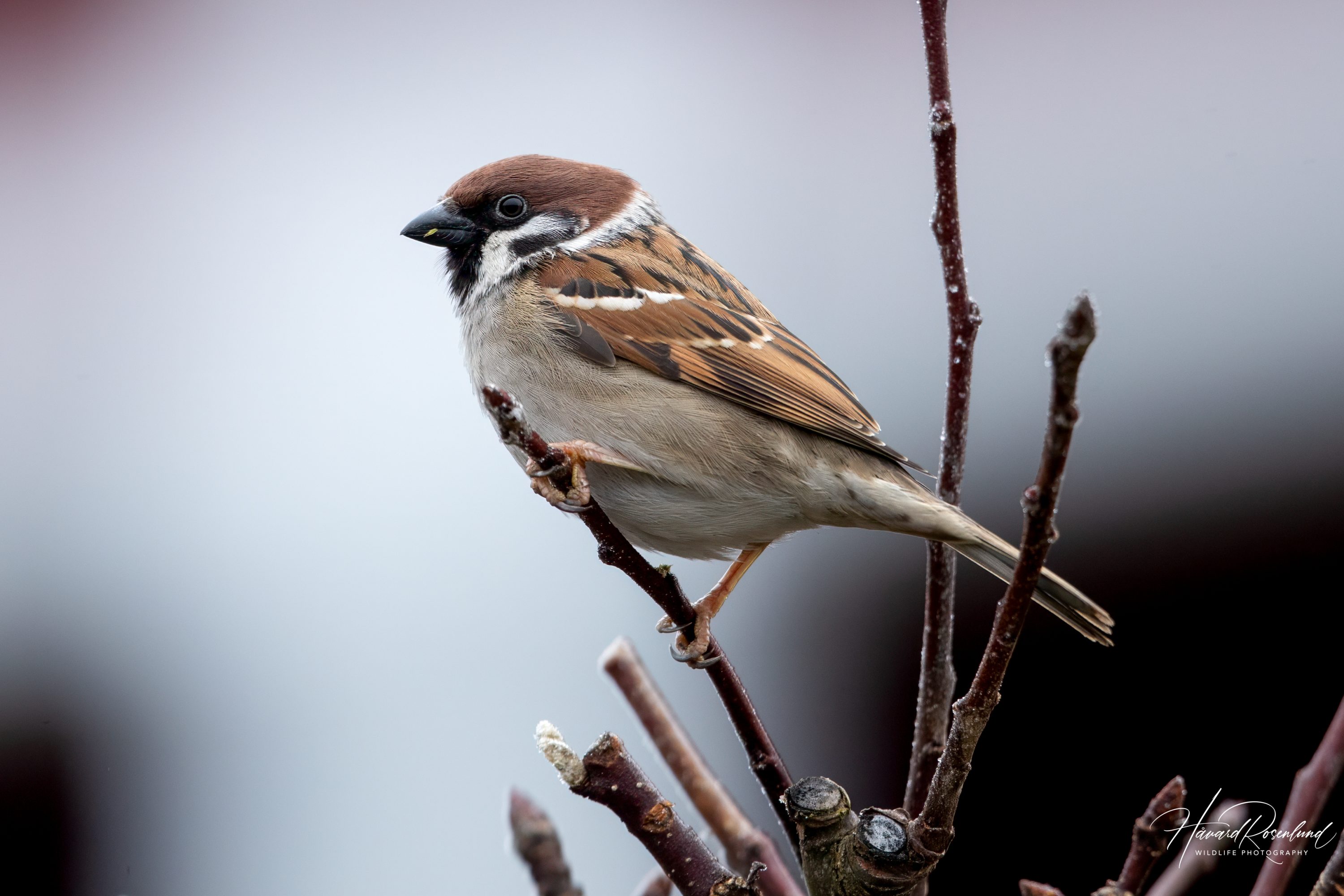 Eurasian Tree Sparrow (Passer montanus) @ Bygdøy, Oslo, Norway. Photo: Håvard Rosenlund
