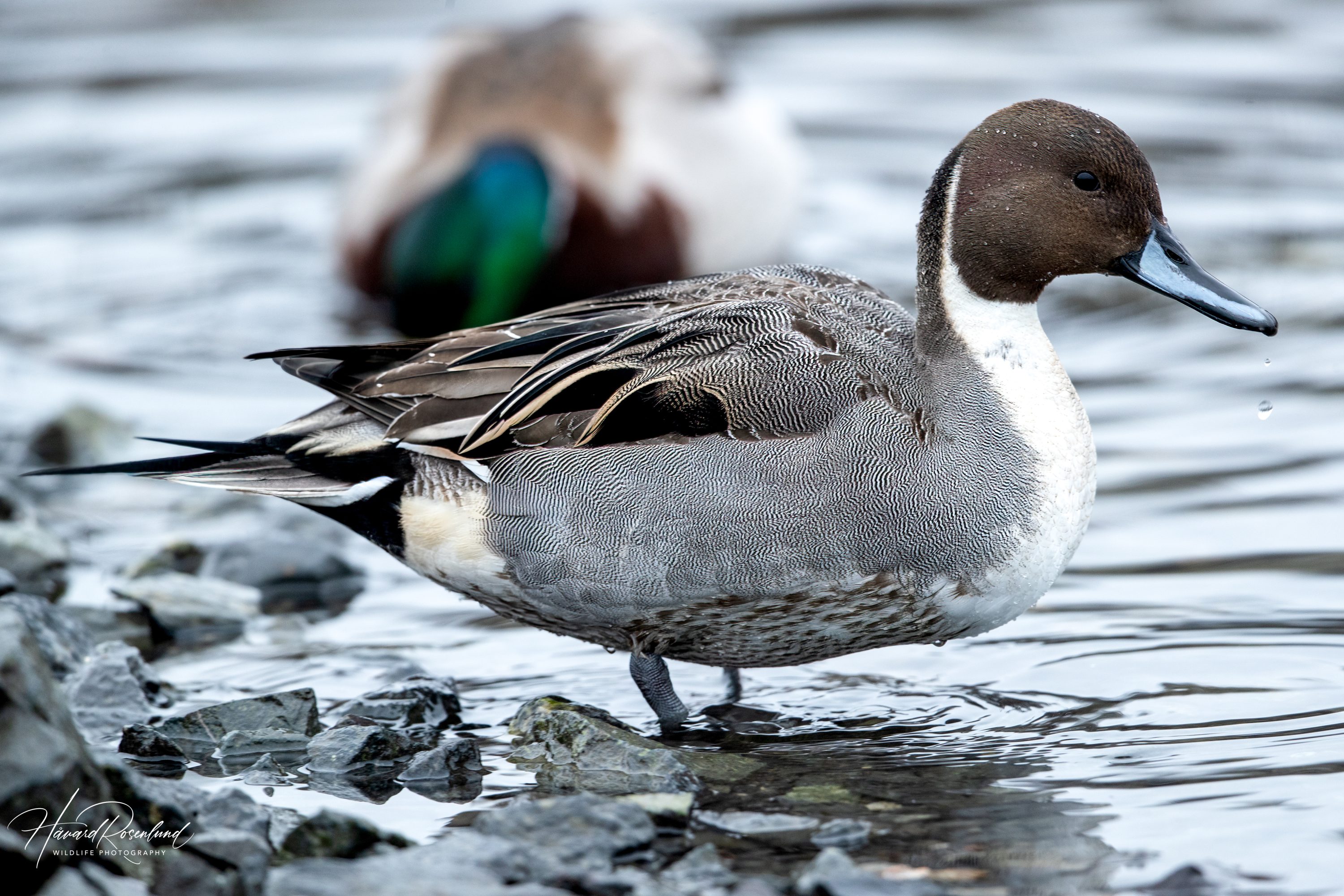 Northern Pintail (Anas acuta) @ Bygdøy, Oslo, Norway. Photo: Håvard Rosenlund