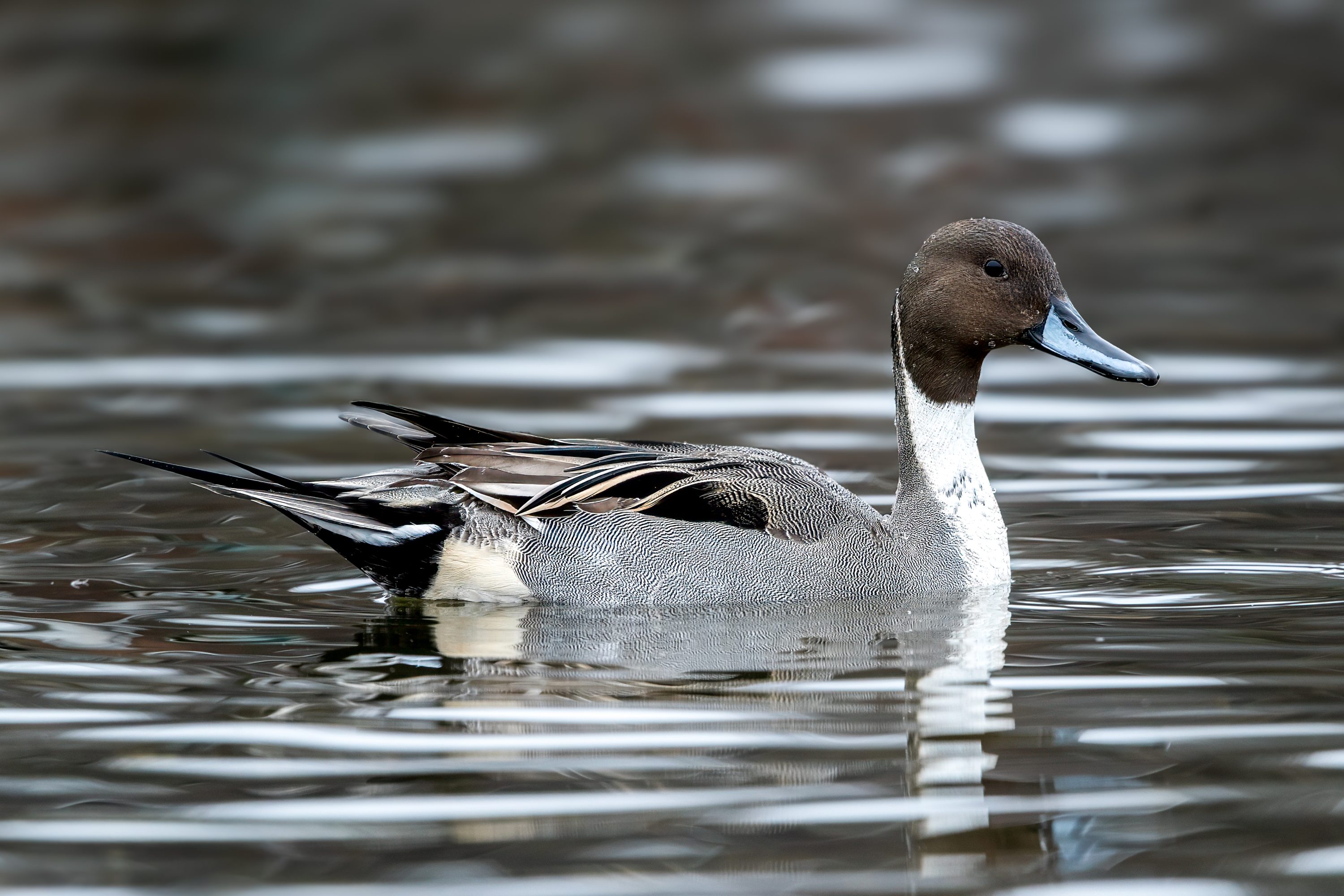 Northern Pintail (Anas acuta) @ Bygdøy, Oslo, Norway. Photo: Håvard Rosenlund