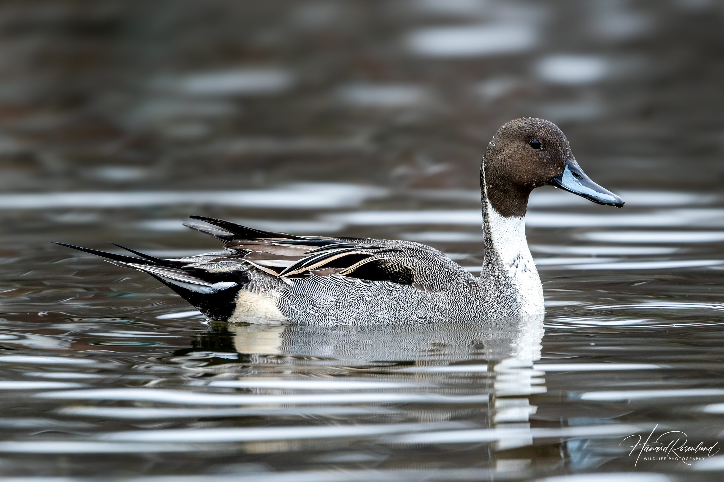 Northern Pintail (Anas acuta) @ Bygdøy, Oslo, Norway. Photo: Håvard Rosenlund