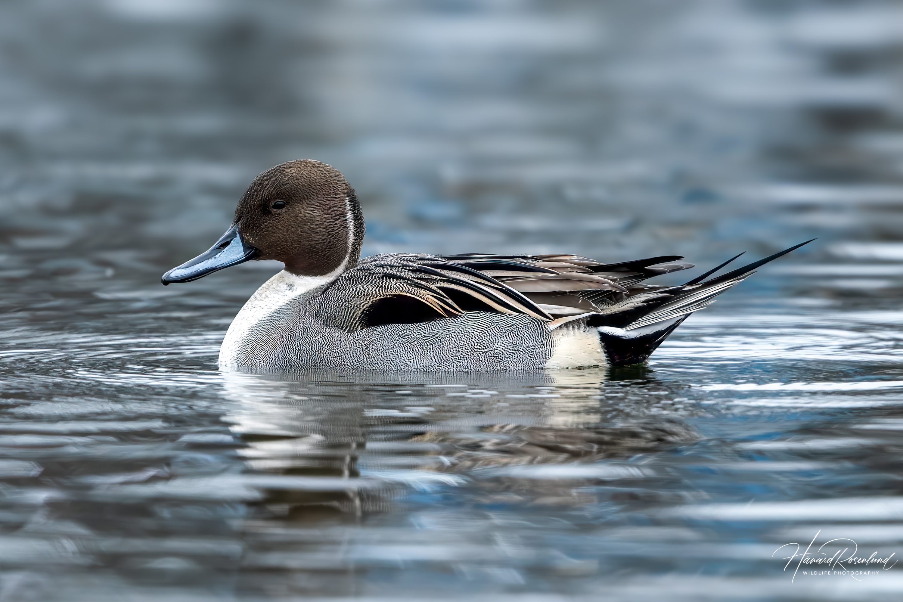 Northern Pintail (Anas acuta) @ Bygdøy, Oslo, Norway. Photo: Håvard Rosenlund