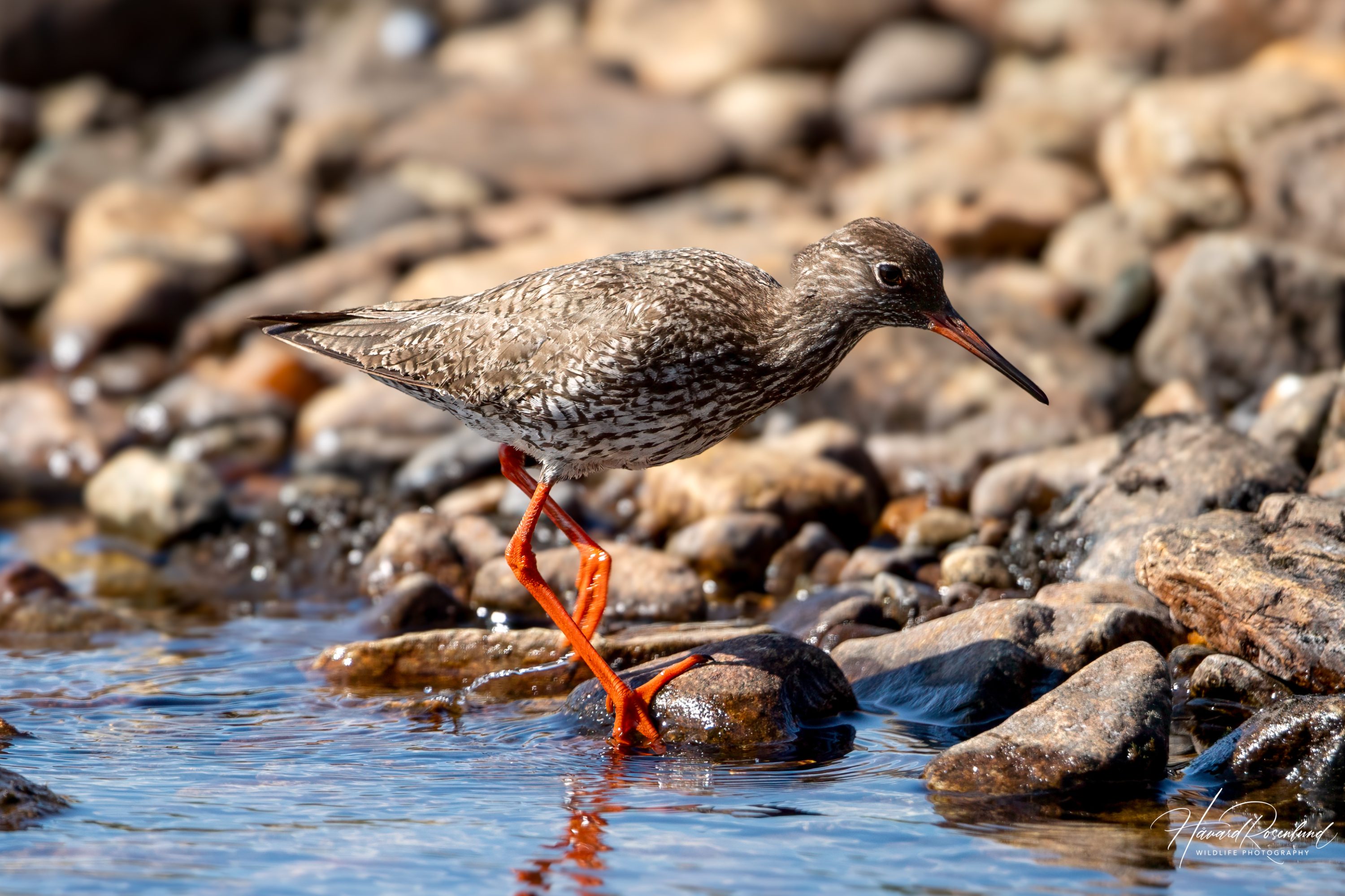 Rødstilk (Tringa totanus) @ Jotunheimen. Foto: Håvard Rosenlund