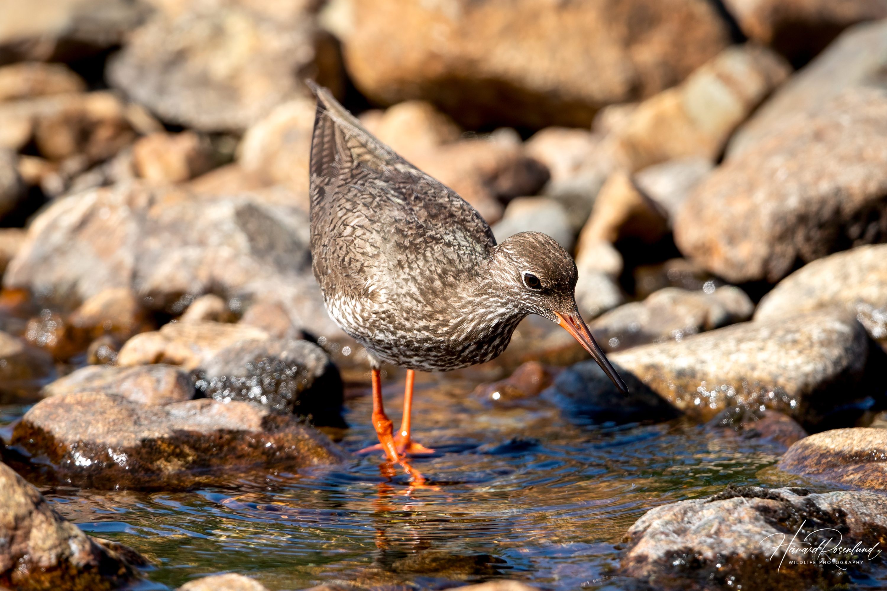 Rødstilk (Tringa totanus) @ Jotunheimen. Foto: Håvard Rosenlund