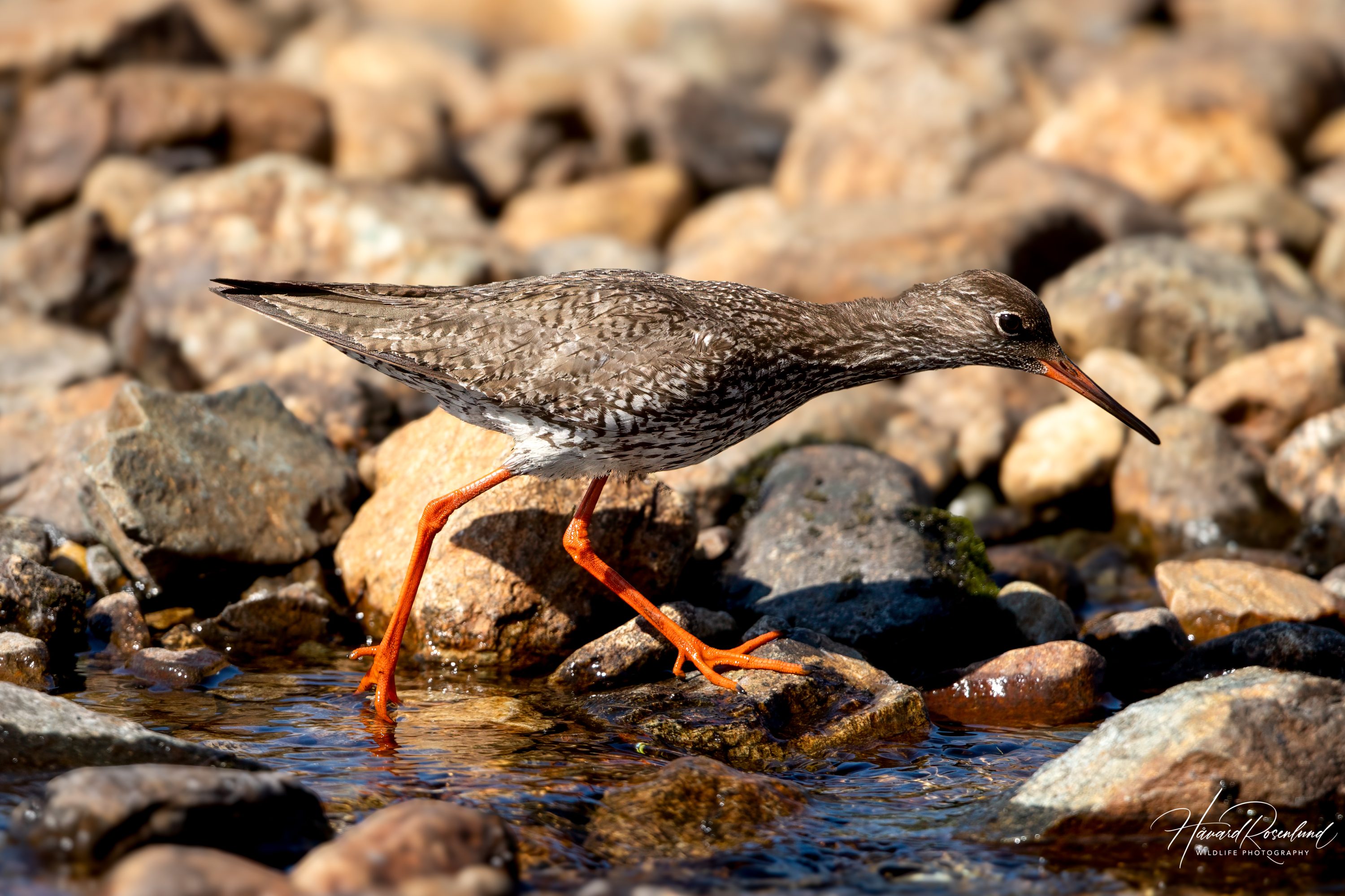 Rødstilk (Tringa totanus) @ Jotunheimen. Foto: Håvard Rosenlund