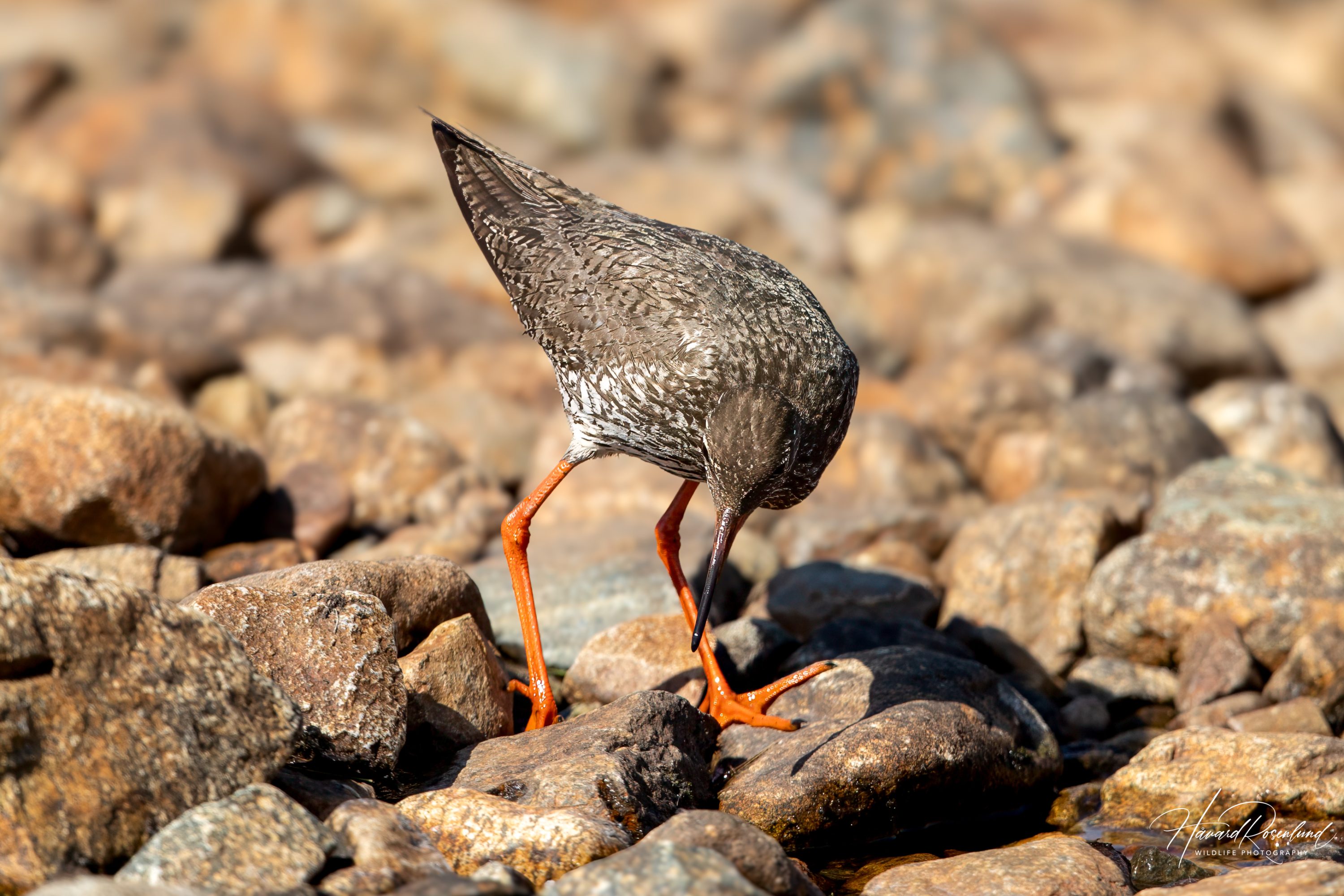 Rødstilk (Tringa totanus) @ Jotunheimen. Foto: Håvard Rosenlund