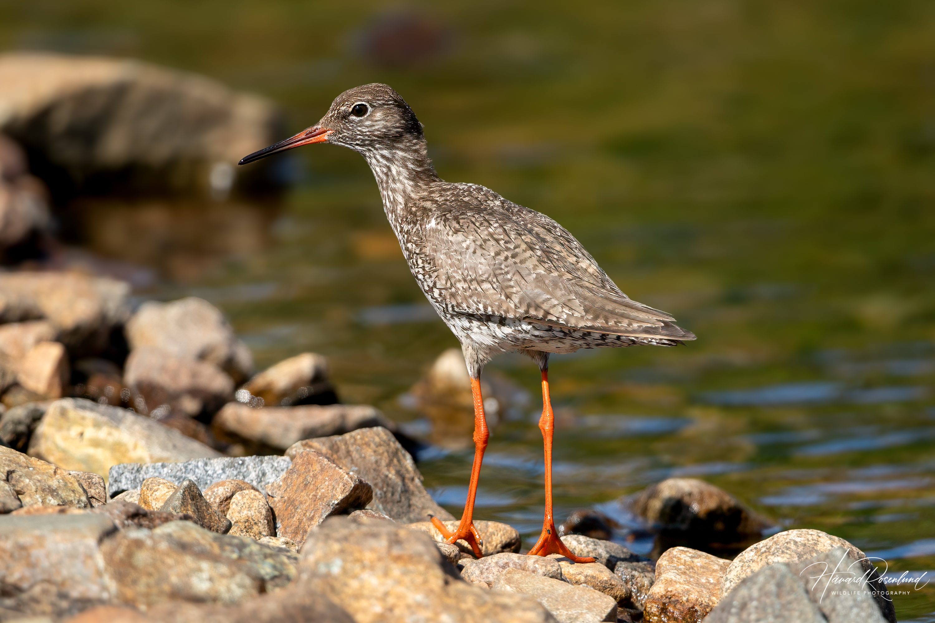 Rødstilk (Tringa totanus) @ Jotunheimen. Foto: Håvard Rosenlund