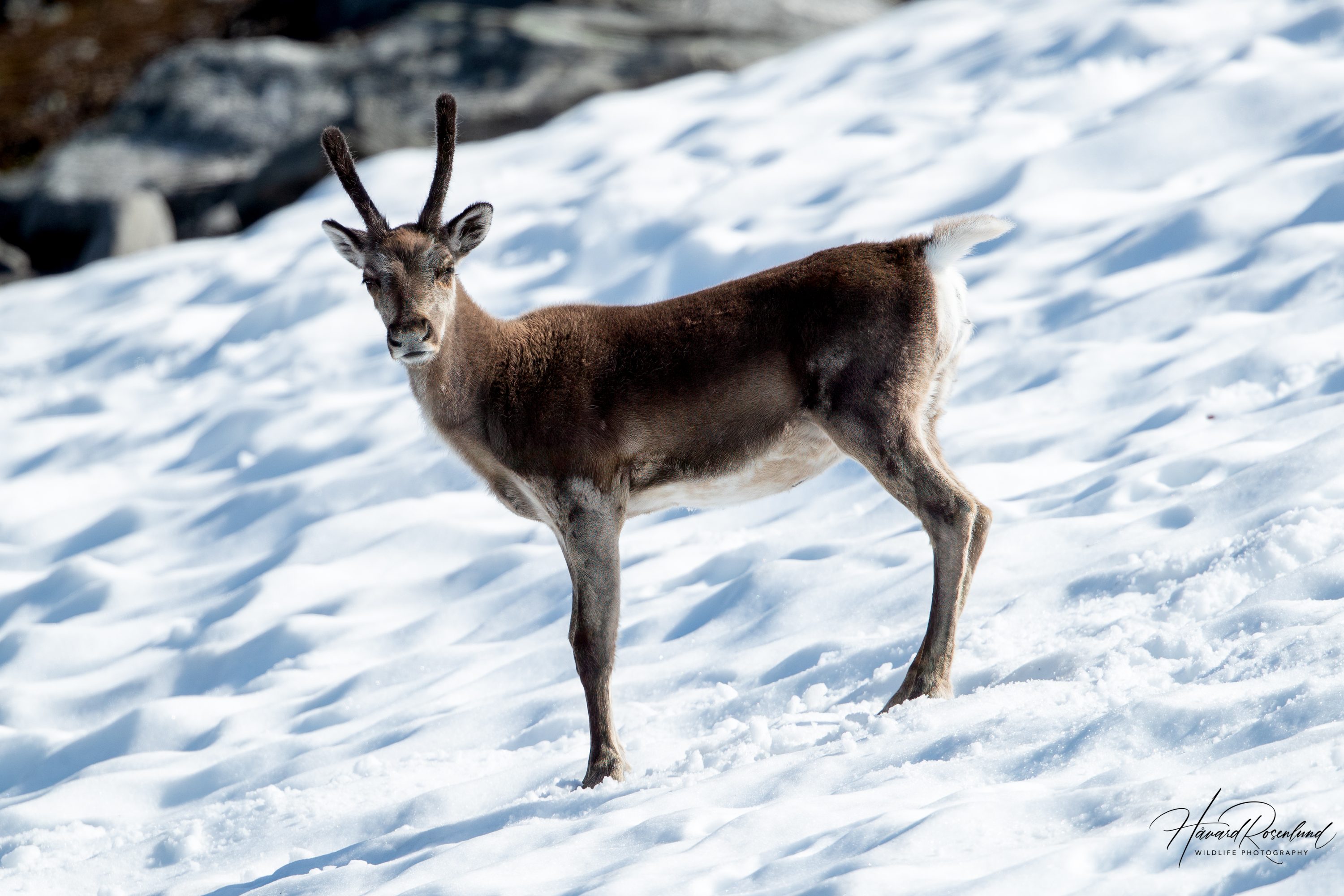 Reindeer (Rangifer tarandus) @ Jotunheimen, Norway. Photo: Håvard Rosenlund