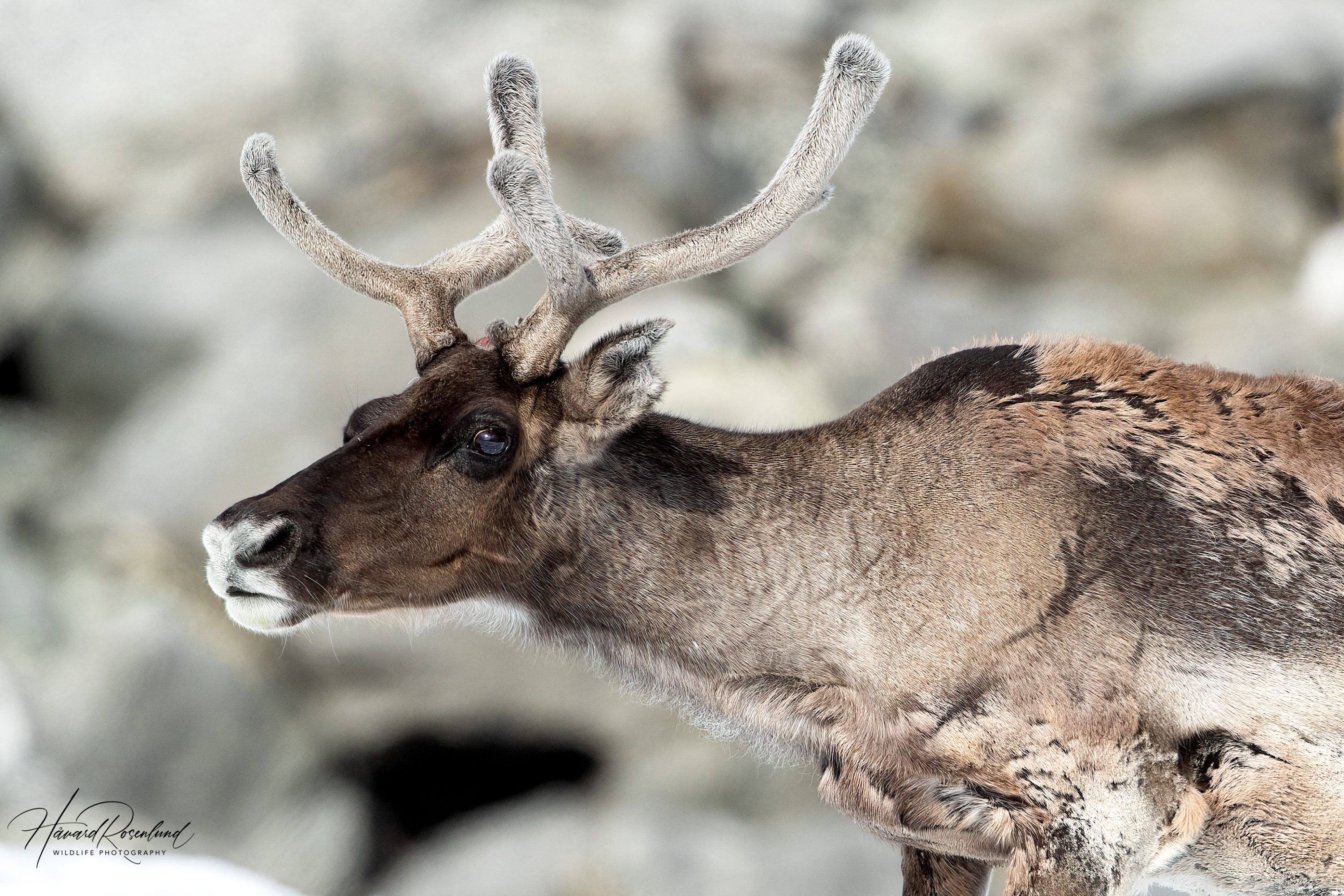 Reindeer (Rangifer tarandus) @ Jotunheimen, Norway. Photo: Håvard Rosenlund