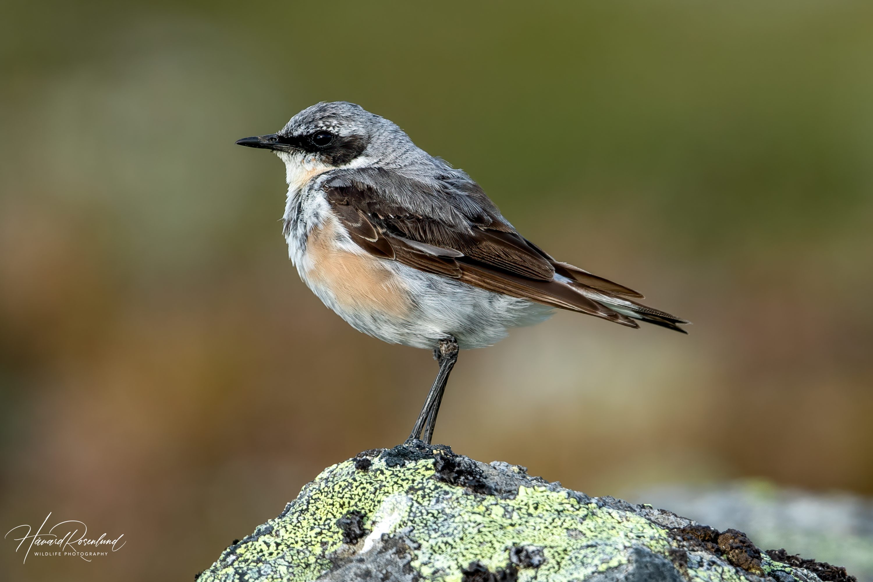 Steinskvett (Oenanthe oenanthe) @ Jotunheimen. Foto: Håvard Rosenlund