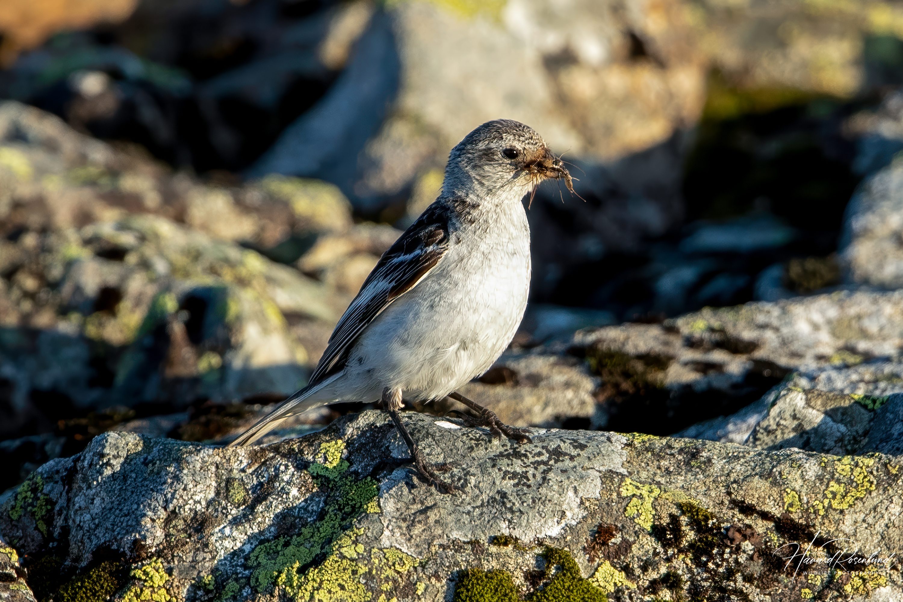 Snow Bunting (Plectrophenax nivalis) @ Jotunheimen, Norway. Photo: Håvard Rosenlund