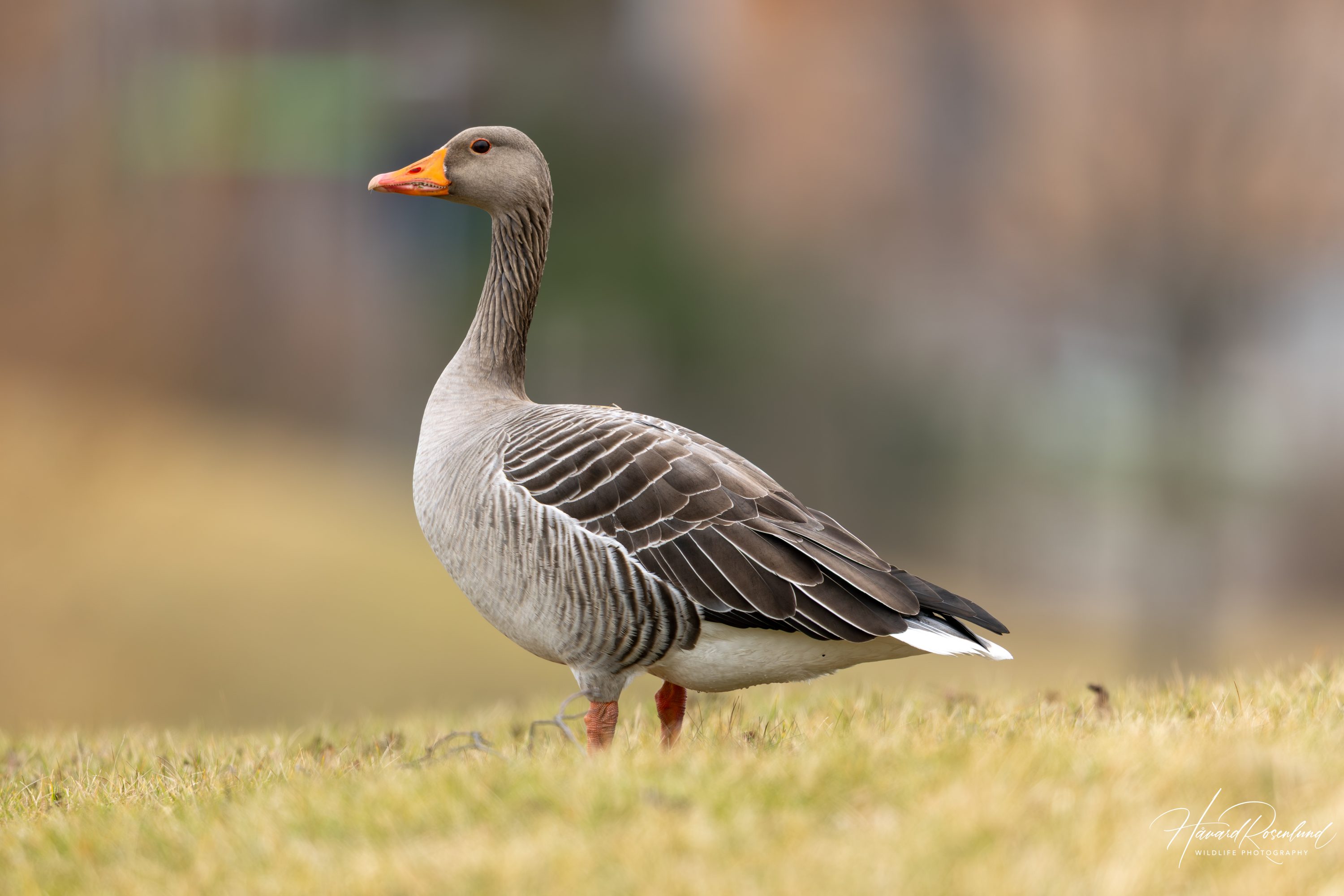 Grågås (Anser anser) @ Fornebu. Foto: Håvard Rosenlund