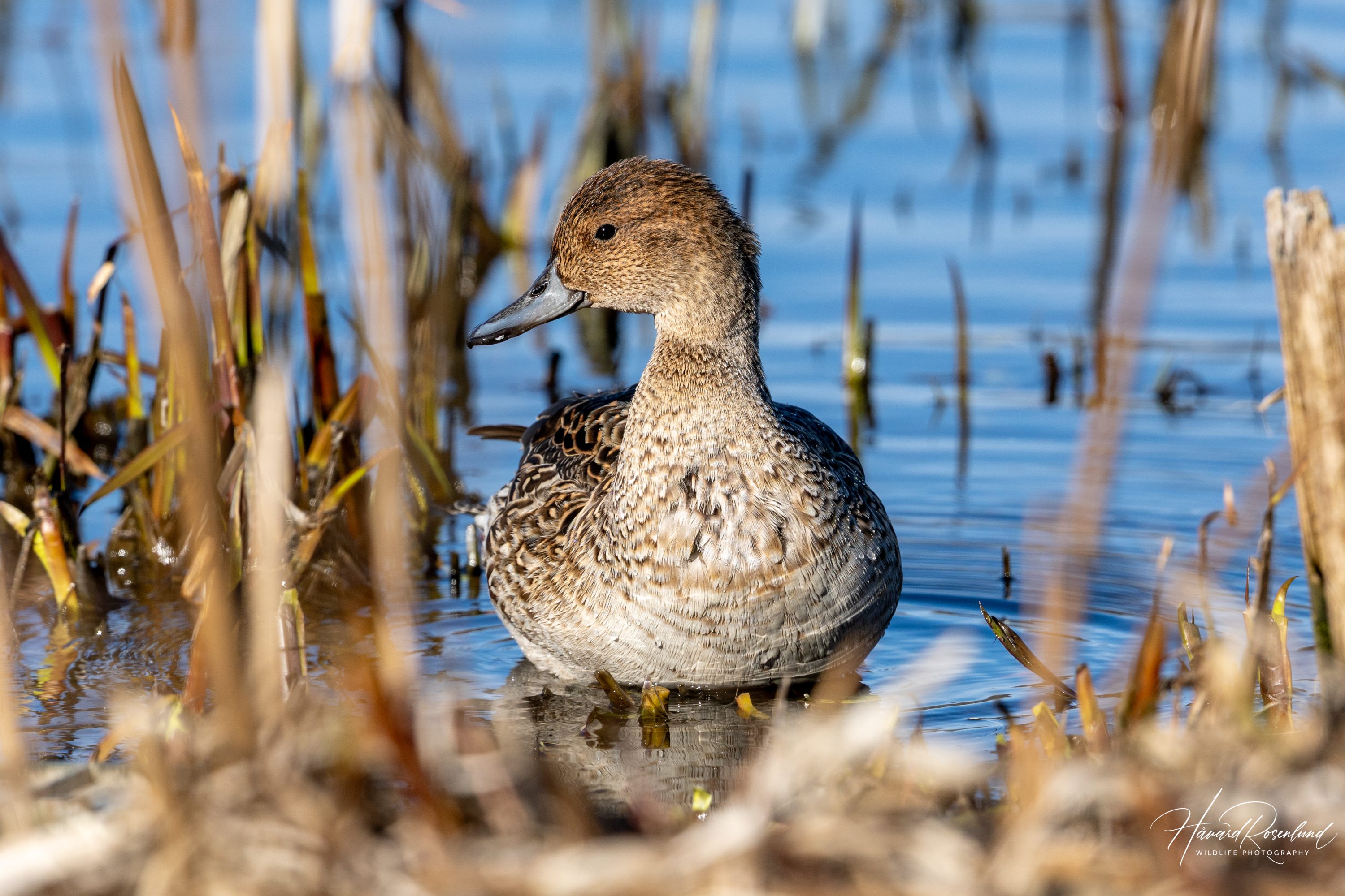 Stjertand (Anas acuta) @ Østensjøvannet, Oslo. Foto: Håvard Rosenlund