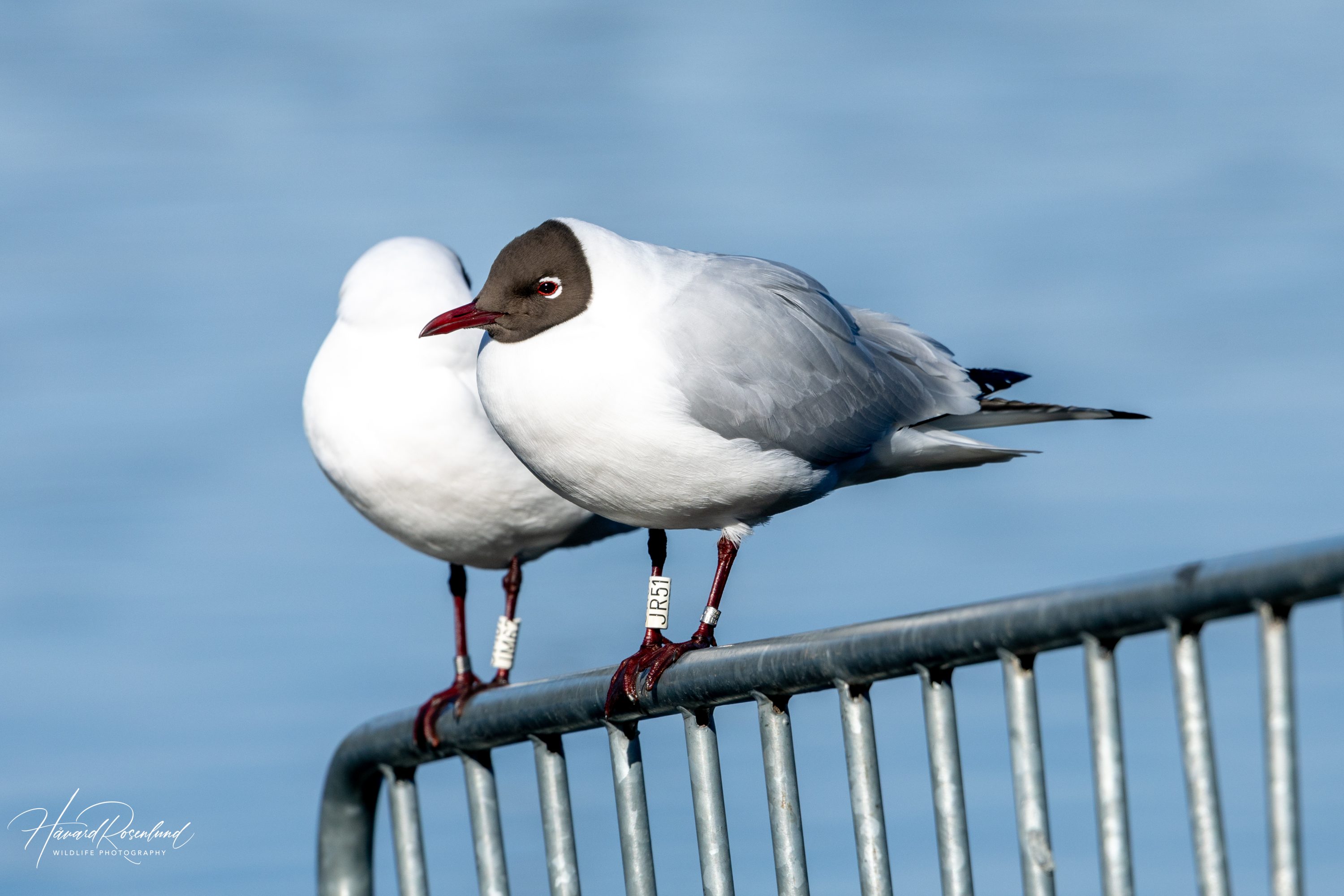 Hettemåke (Chroicocephalus ridibundus) @ Østensjøvannet, Oslo. Foto: Håvard Rosenlund