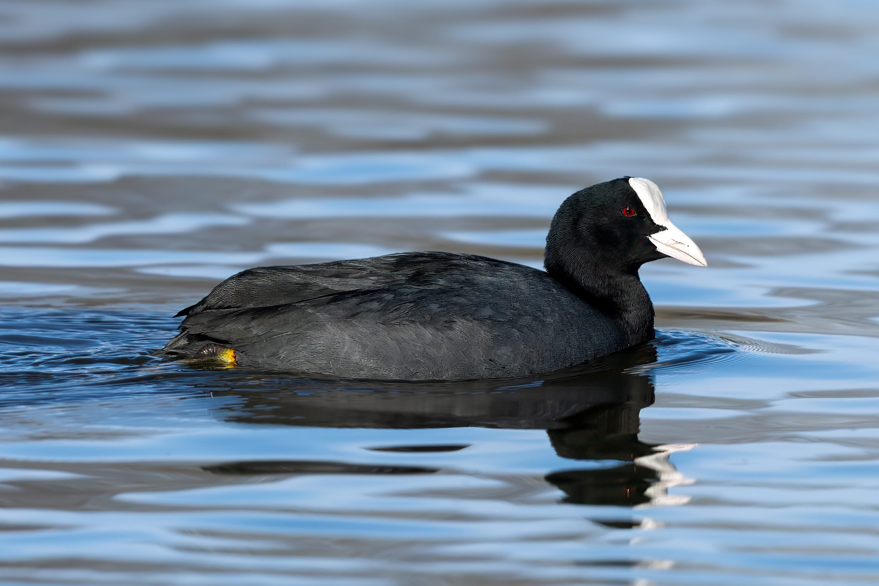 Sothøne (Fulica atra) @ Østensjøvannet, Oslo. Foto: Håvard Rosenlund