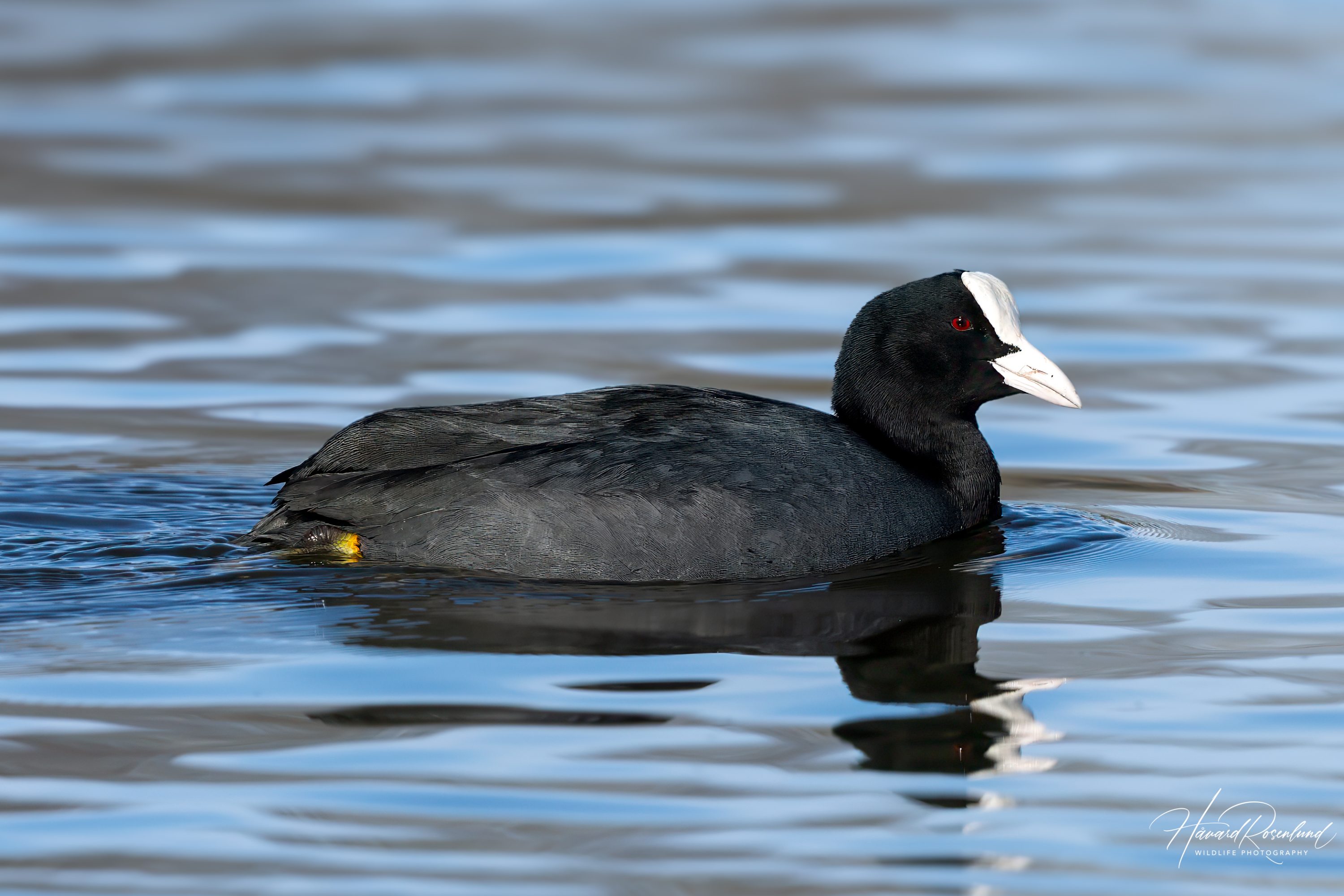 Sothøne (Fulica atra) @ Østensjøvannet, Oslo. Foto: Håvard Rosenlund