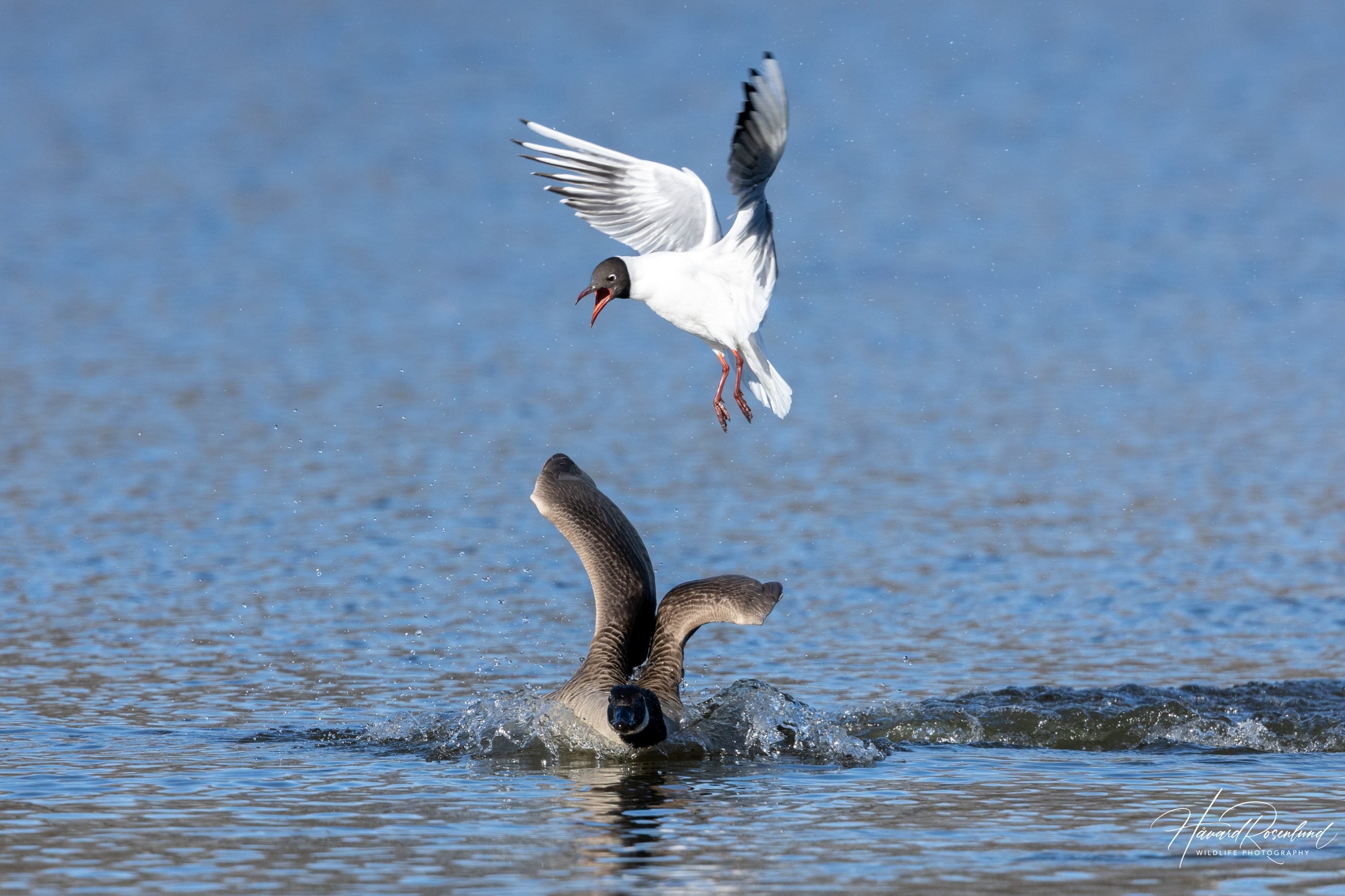 Hettemåke (Chroicocephalus ridibundus) @ Østensjøvannet, Oslo. Foto: Håvard Rosenlund