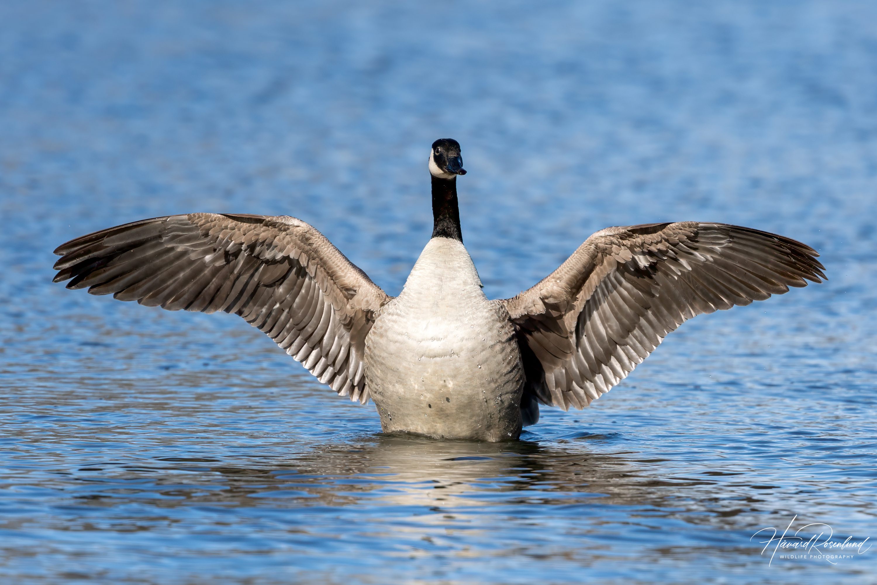 Canada Goose (Branta canadensis) @ Østensjøvannet, Oslo, Norway. Photo: Håvard Rosenlund
