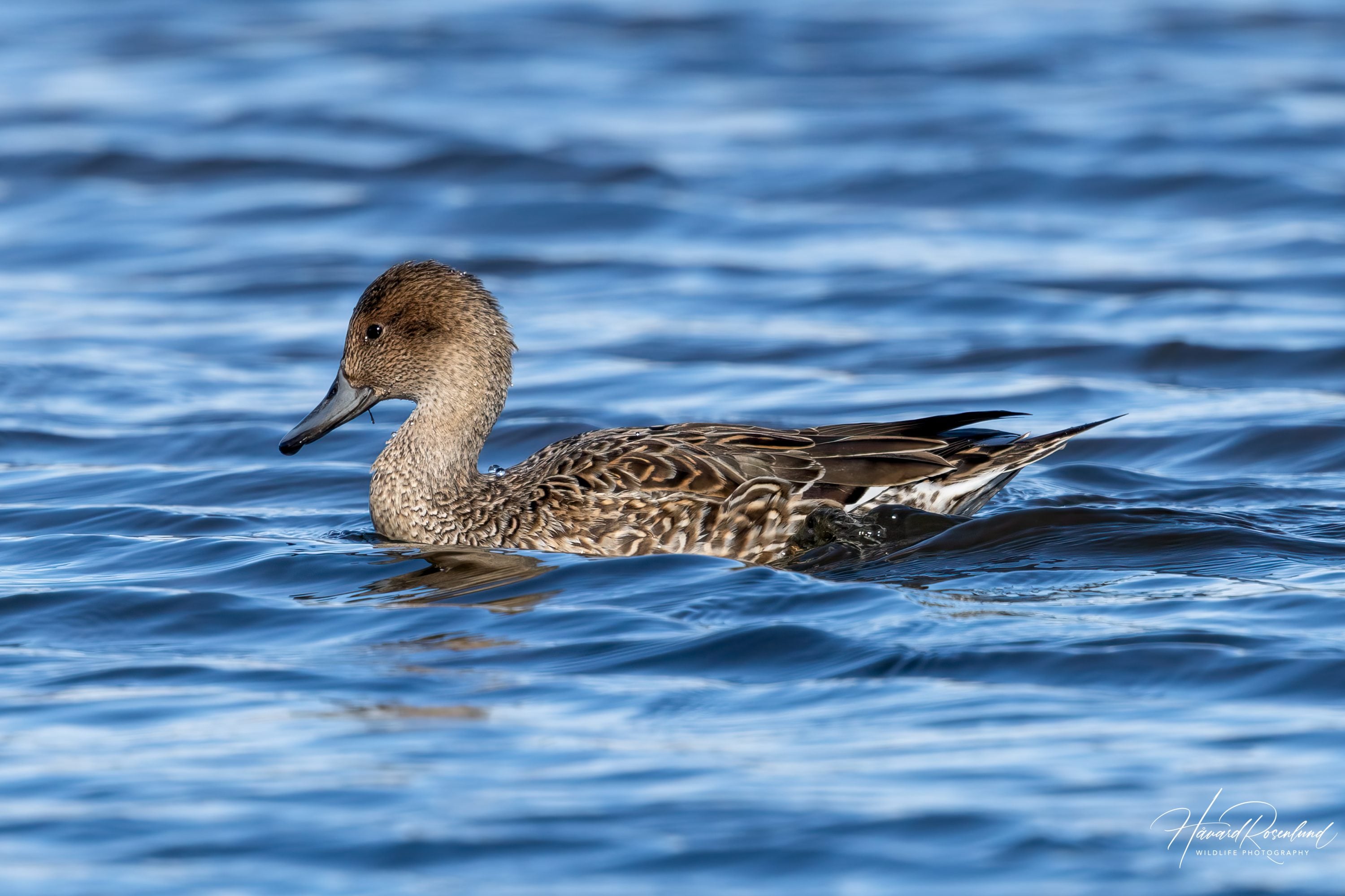 Stjertand (Anas acuta) @ Østensjøvannet, Oslo. Foto: Håvard Rosenlund