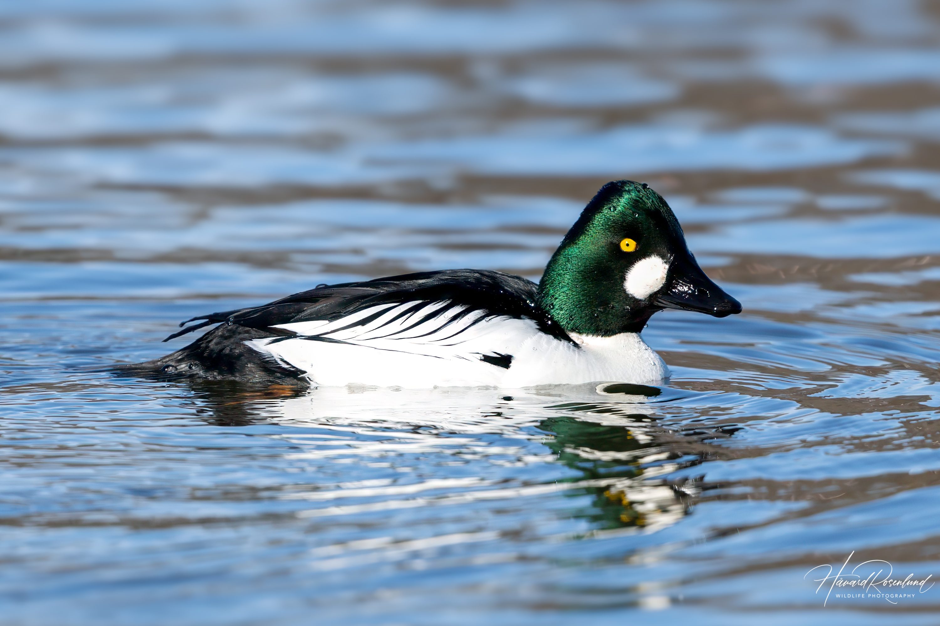Kvinand (Bucephala clangula) - Hannfugl @ Østensjøvannet, Oslo. Foto: Håvard Rosenlund