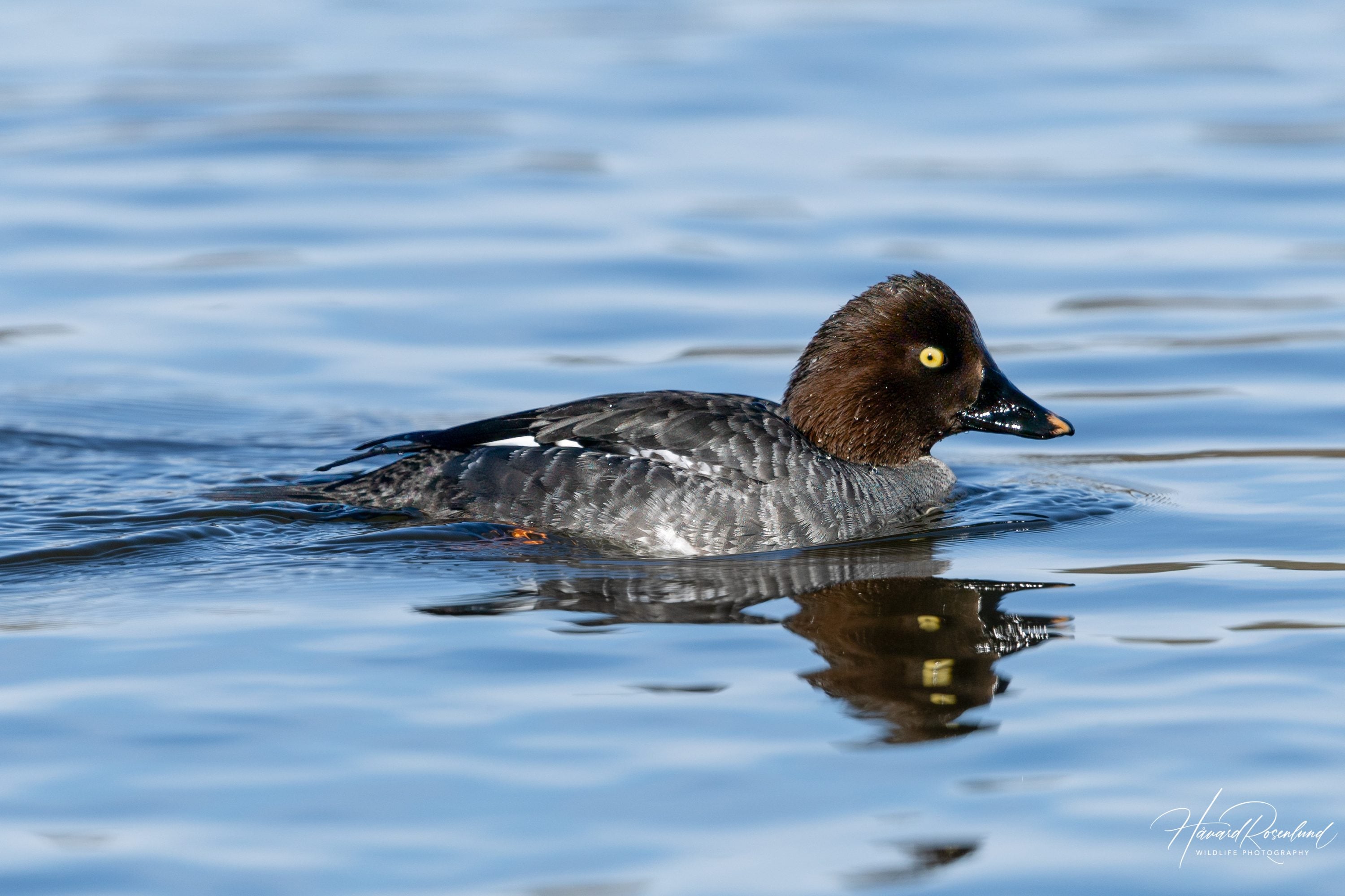 Kvinand (Bucephala clangula) - Hunnfugl @ Østensjøvannet, Oslo. Foto: Håvard Rosenlund