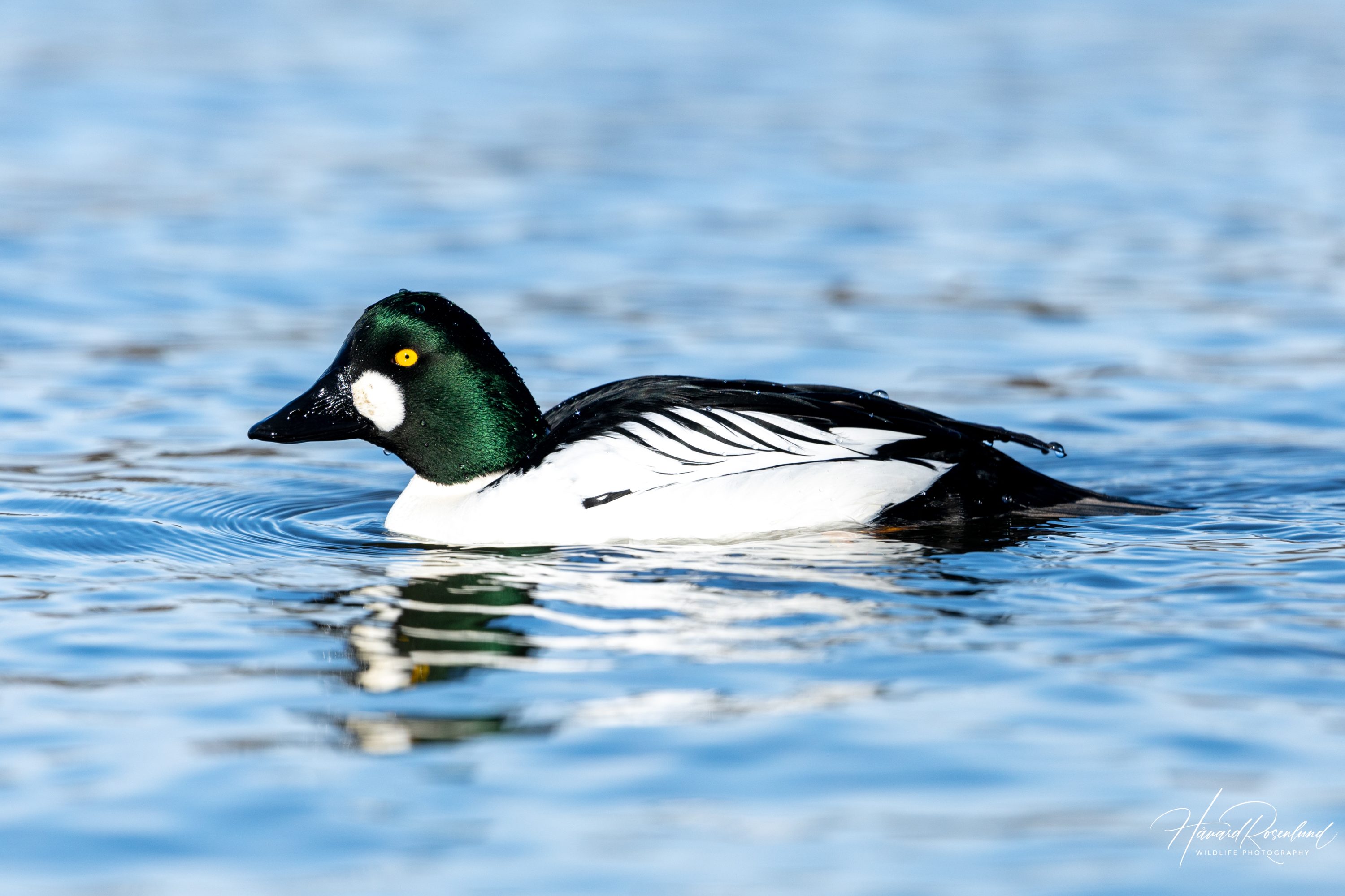 Kvinand (Bucephala clangula) - Hannfugl @ Østensjøvannet, Oslo. Foto: Håvard Rosenlund