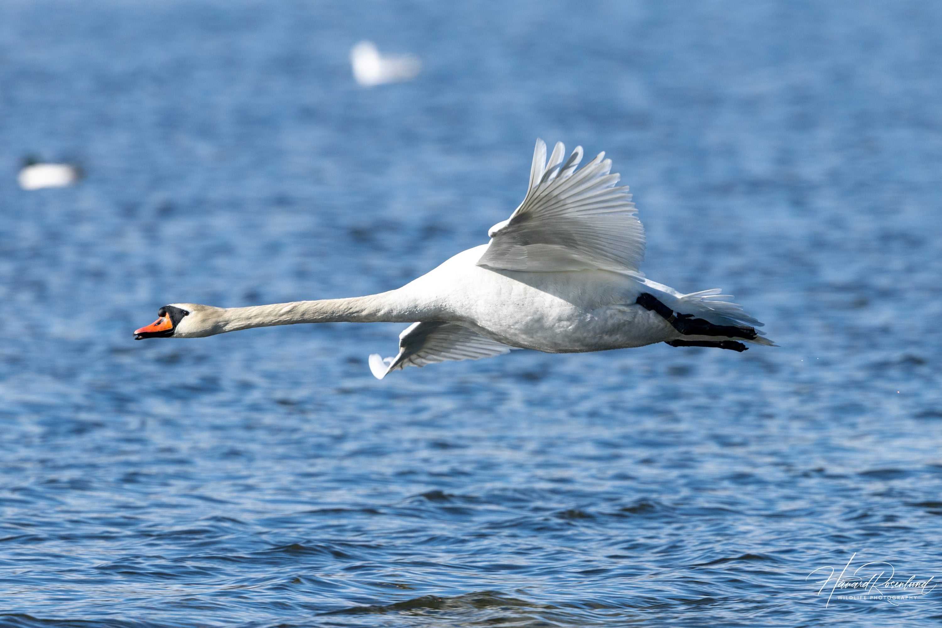 Knoppsvane (Cygnus olor) @ Østensjøvannet, Oslo. Foto: Håvard Rosenlund