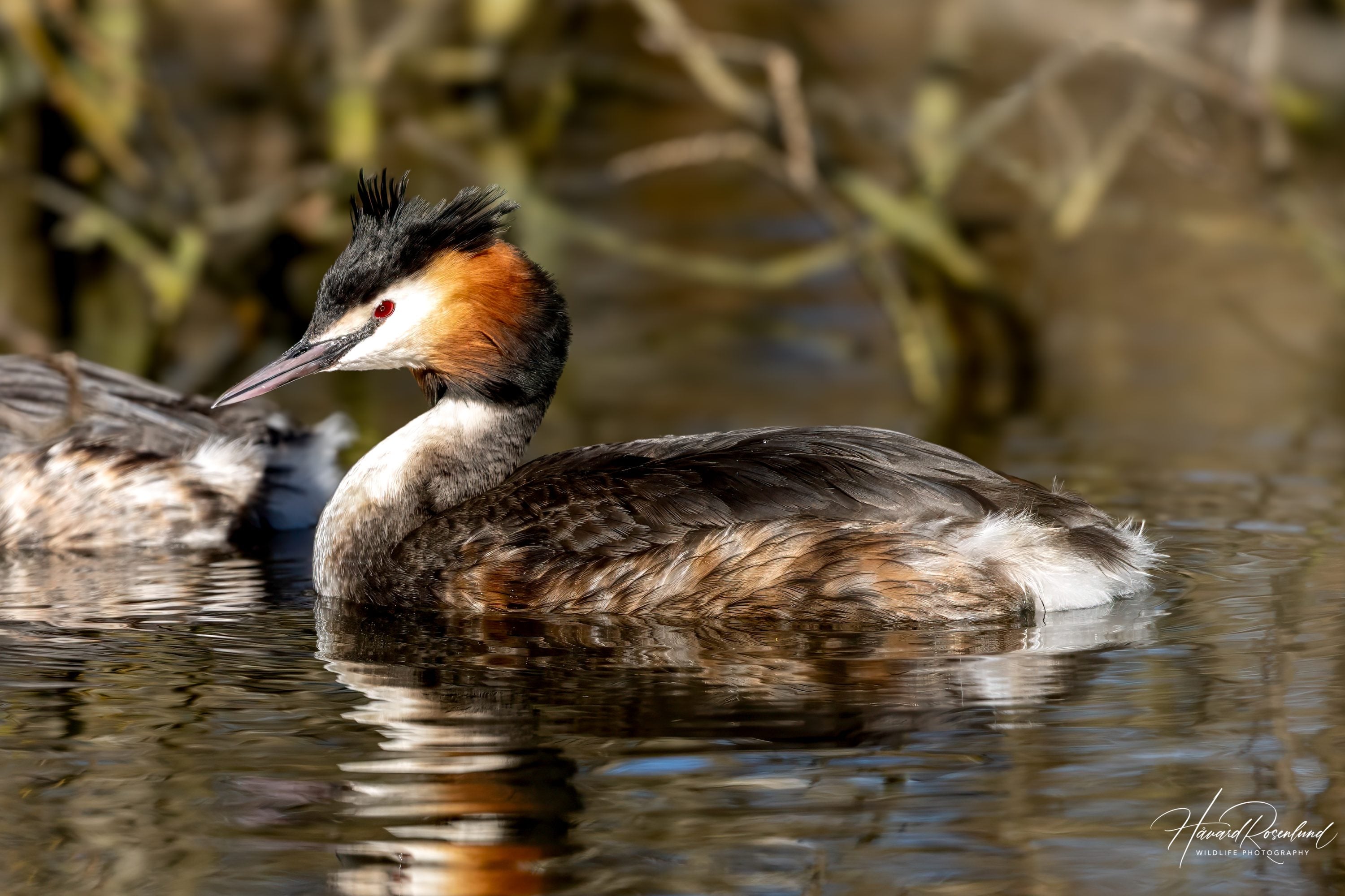 Great Crested Grebe (Podiceps cristatus) @ Østensjøvannet, Oslo, Norway. Photo: Håvard Rosenlund