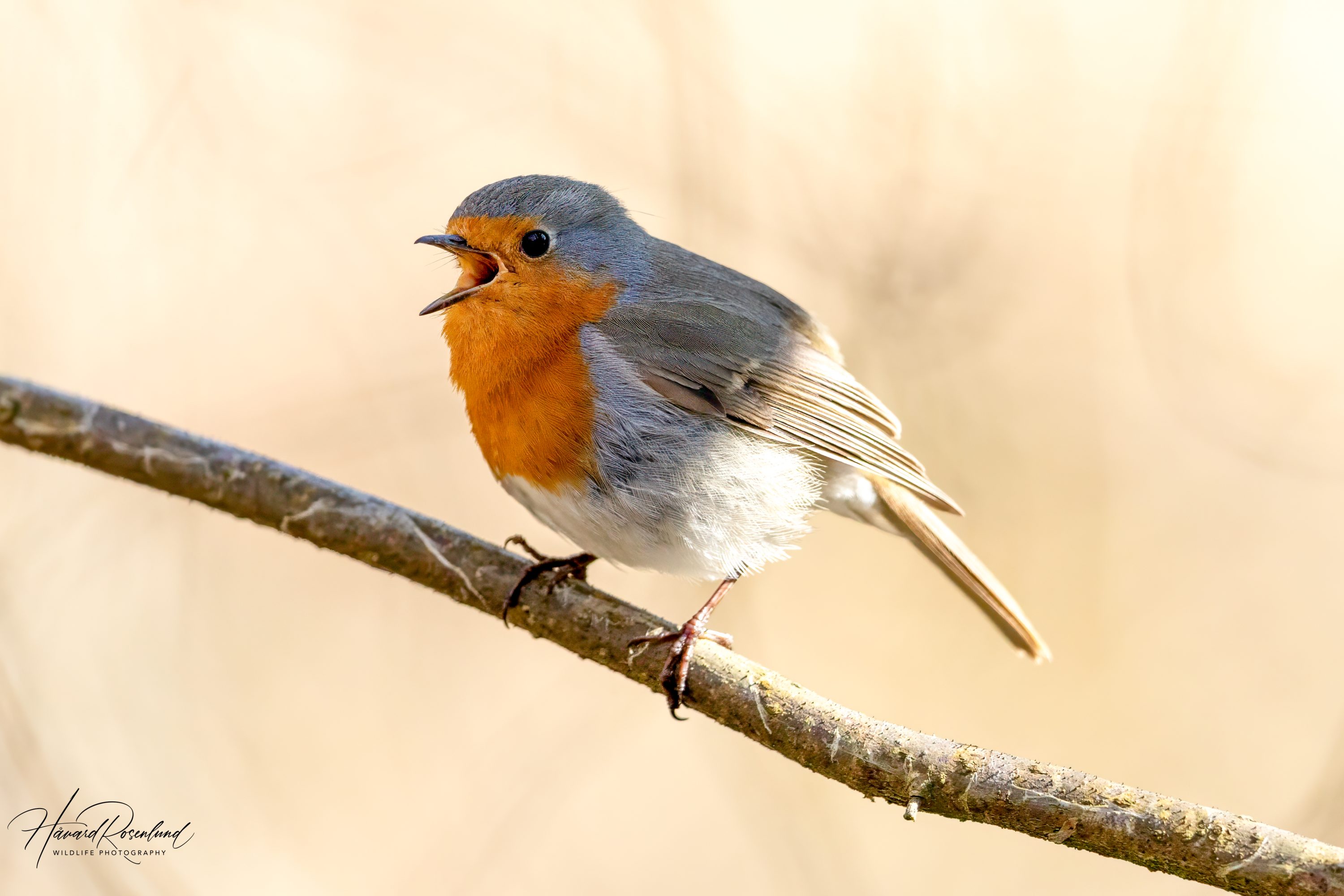 Rødstrupe (Erithacus rubecula) @ Østensjøvannet, Oslo. Foto: Håvard Rosenlund