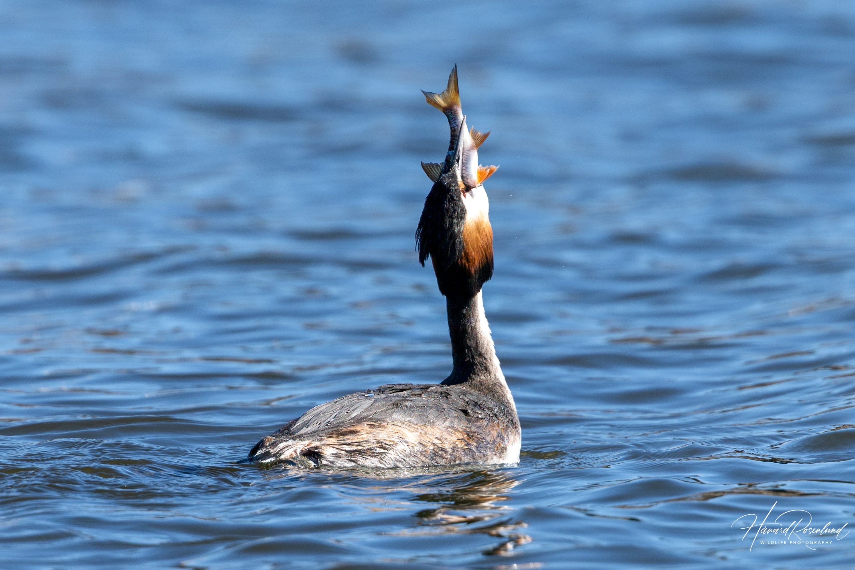 Great Crested Grebe (Podiceps cristatus) @ Østensjøvannet, Oslo, Norway. Photo: Håvard Rosenlund