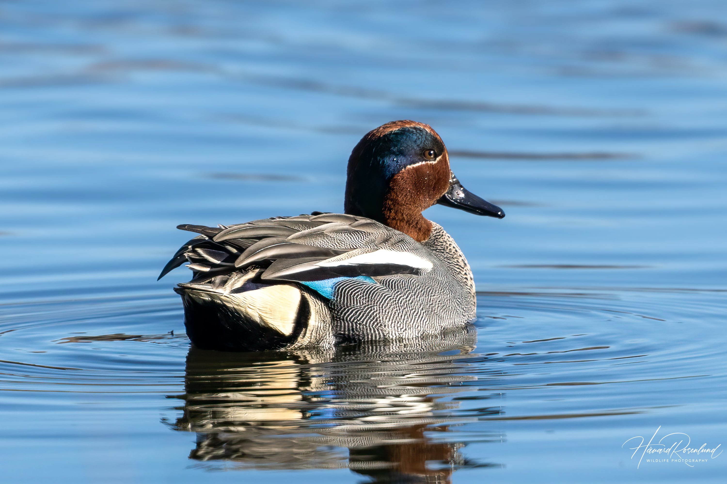 Green-winged Teal (Anas crecca) @ Østensjøvannet, Oslo, Norway. Photo: Håvard Rosenlund