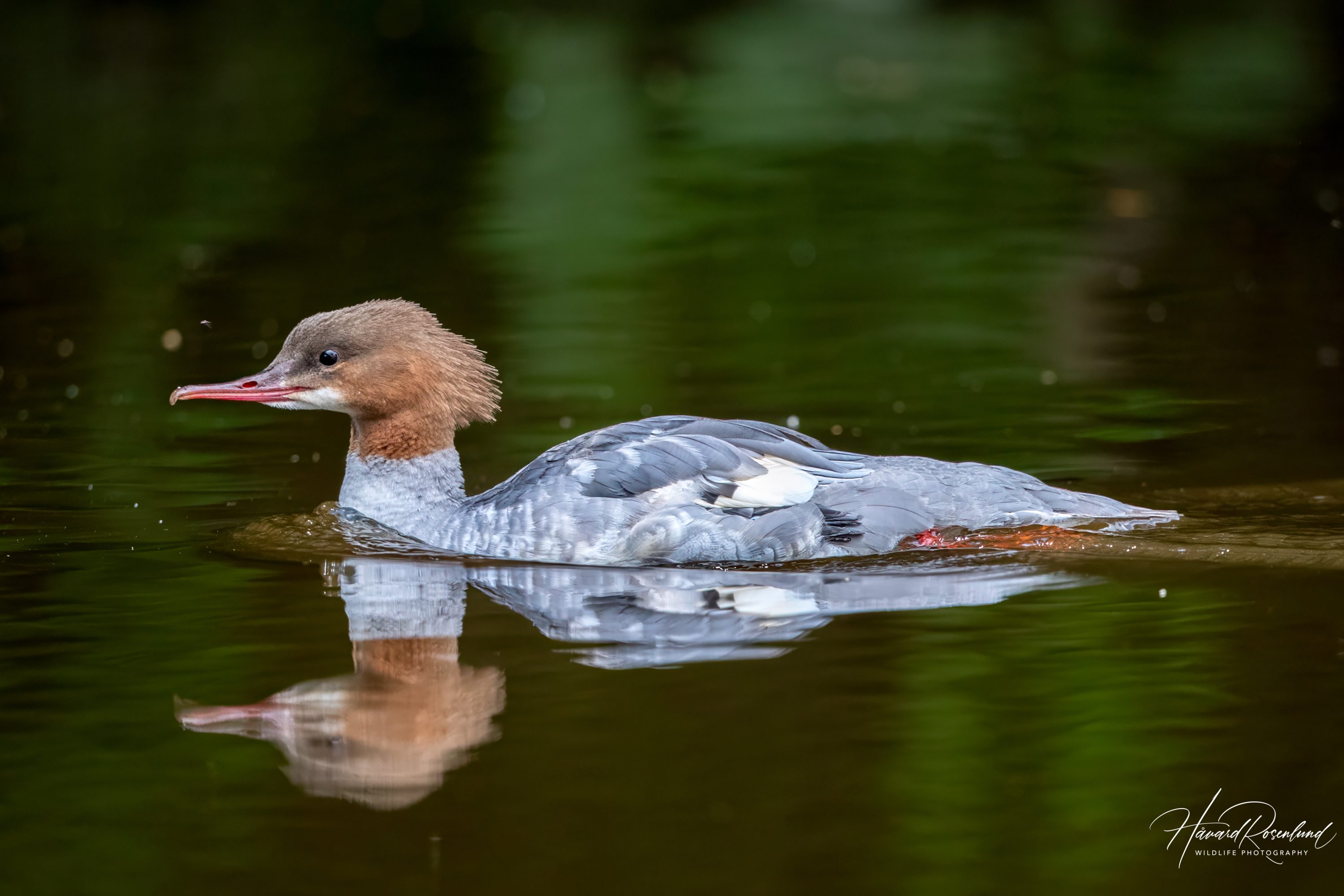 Common Merganser (Mergus merganser) - Female @ Sandvika, Norway. Photo: Håvard Rosenlund