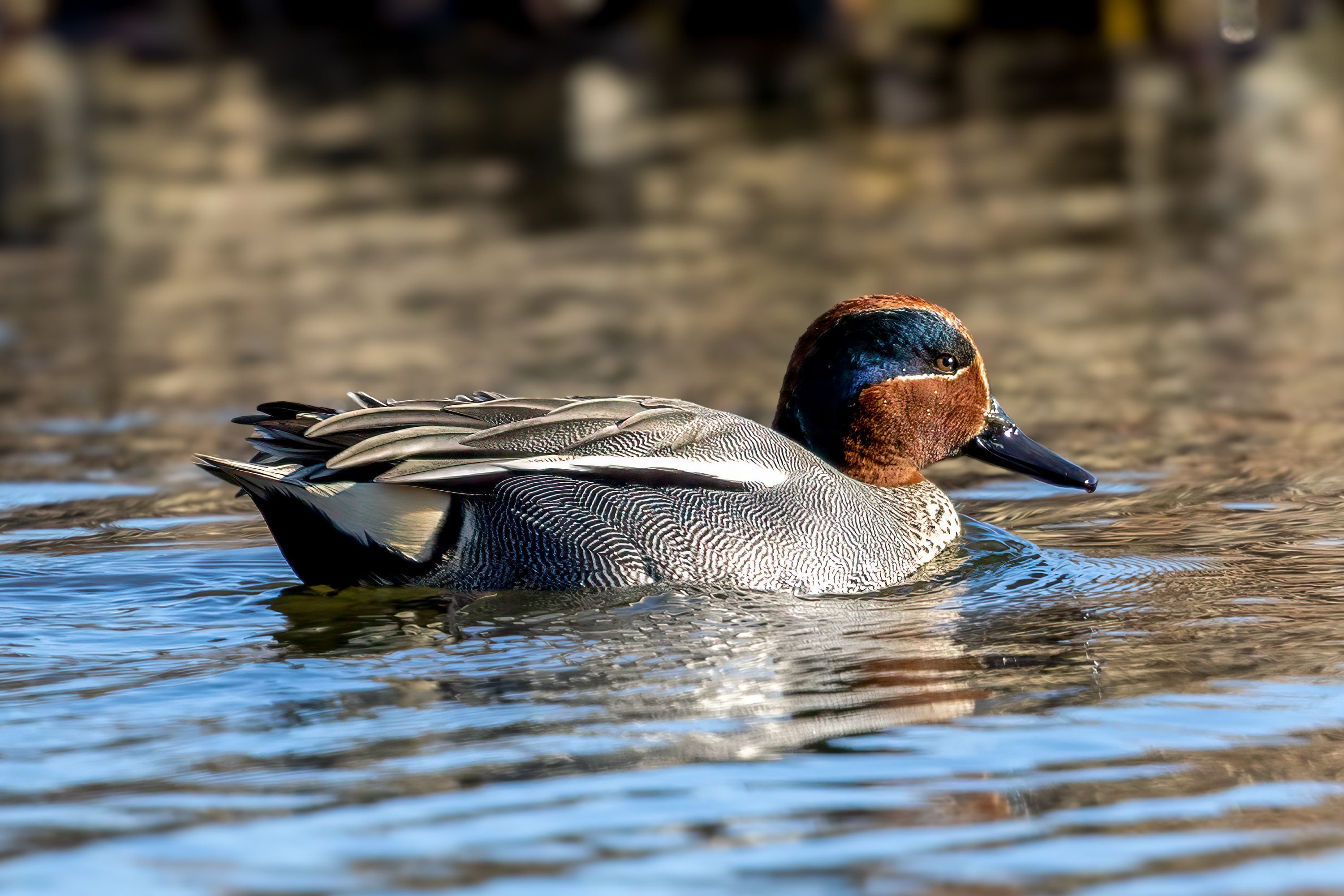 Green-winged Teal (Anas crecca) @ Østensjøvannet, Oslo, Norway. Photo: Håvard Rosenlund