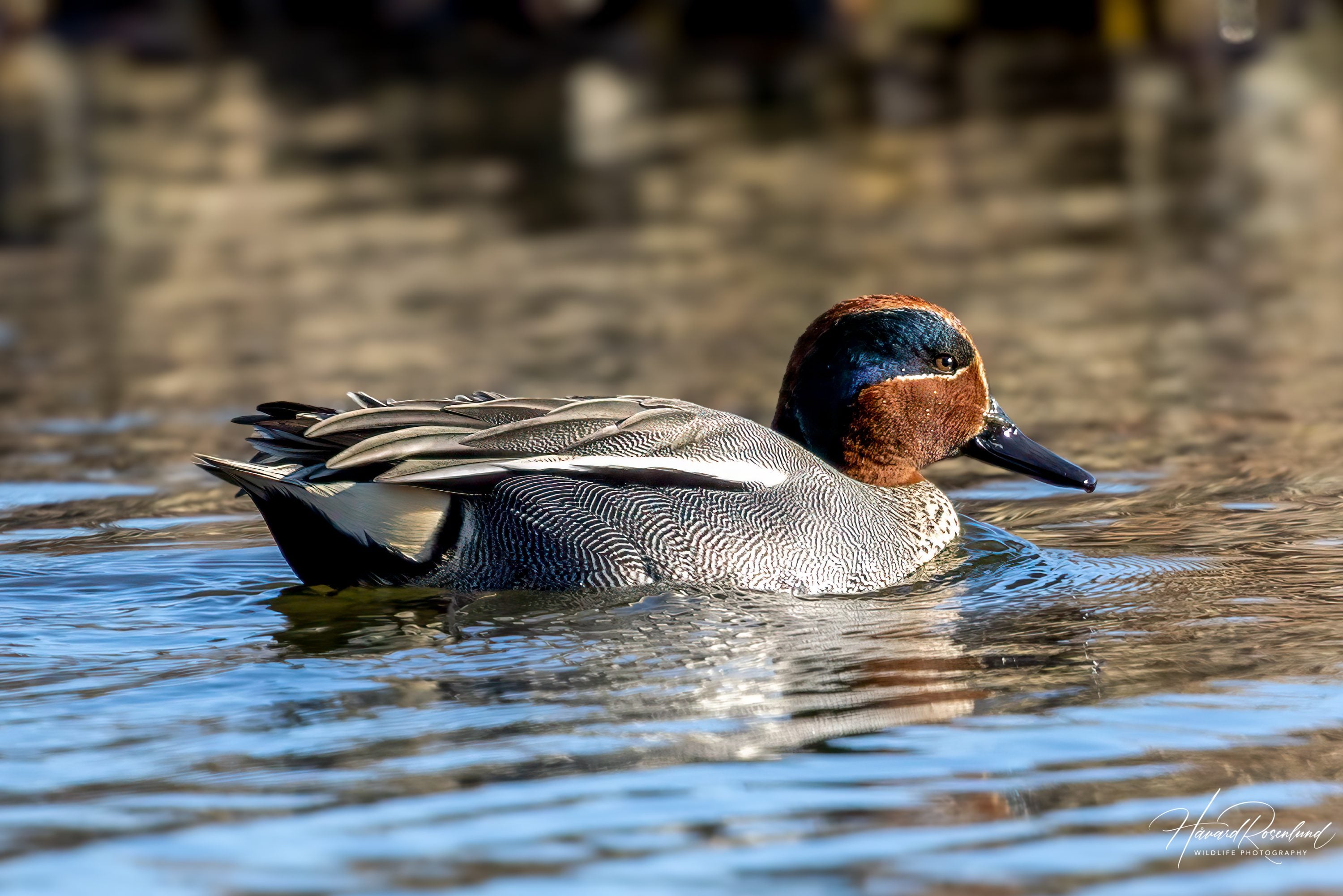 Green-winged Teal (Anas crecca) @ Østensjøvannet, Oslo, Norway. Photo: Håvard Rosenlund