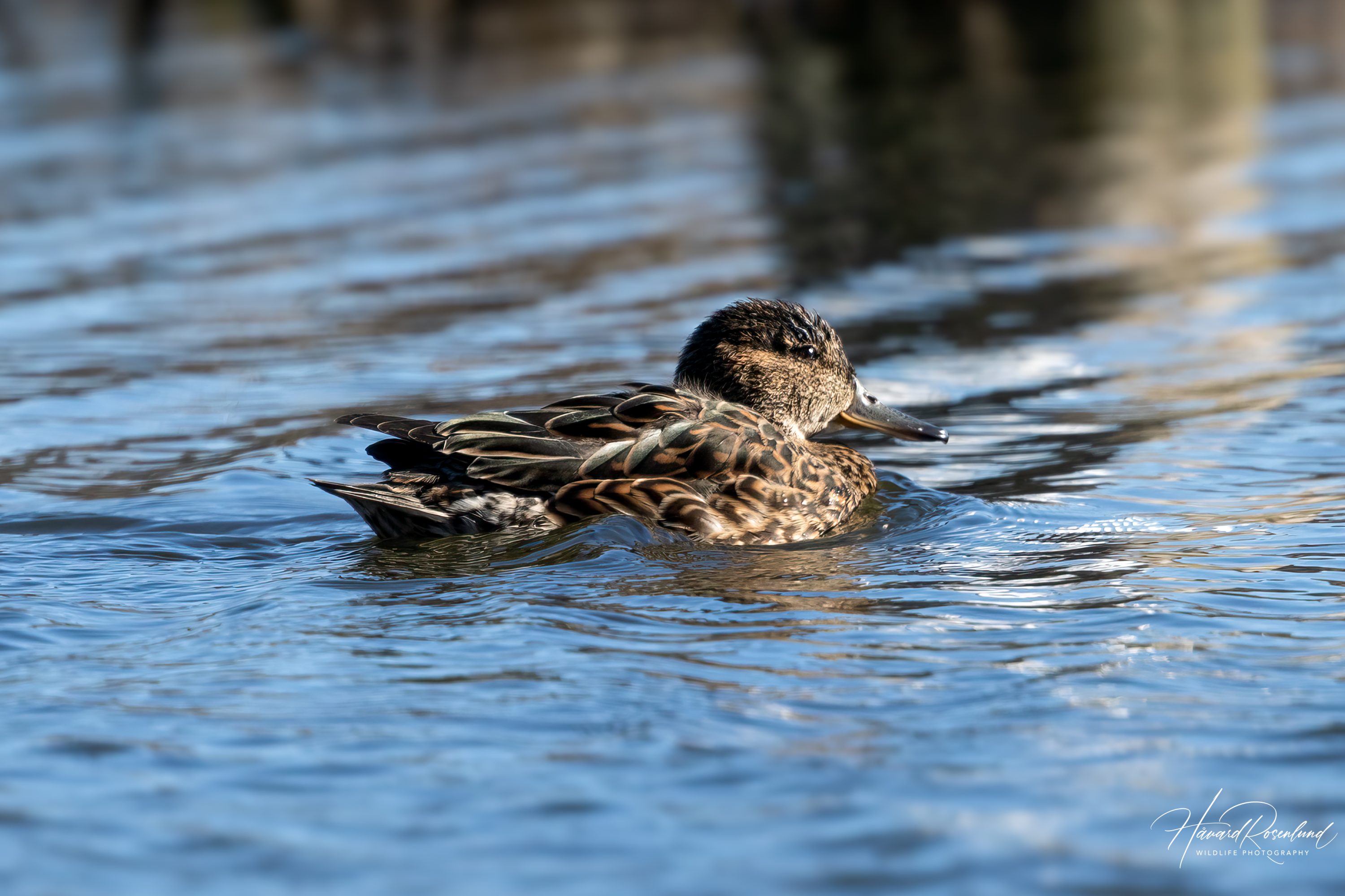 Green-winged Teal (Anas crecca) @ Østensjøvannet, Oslo, Norway. Photo: Håvard Rosenlund