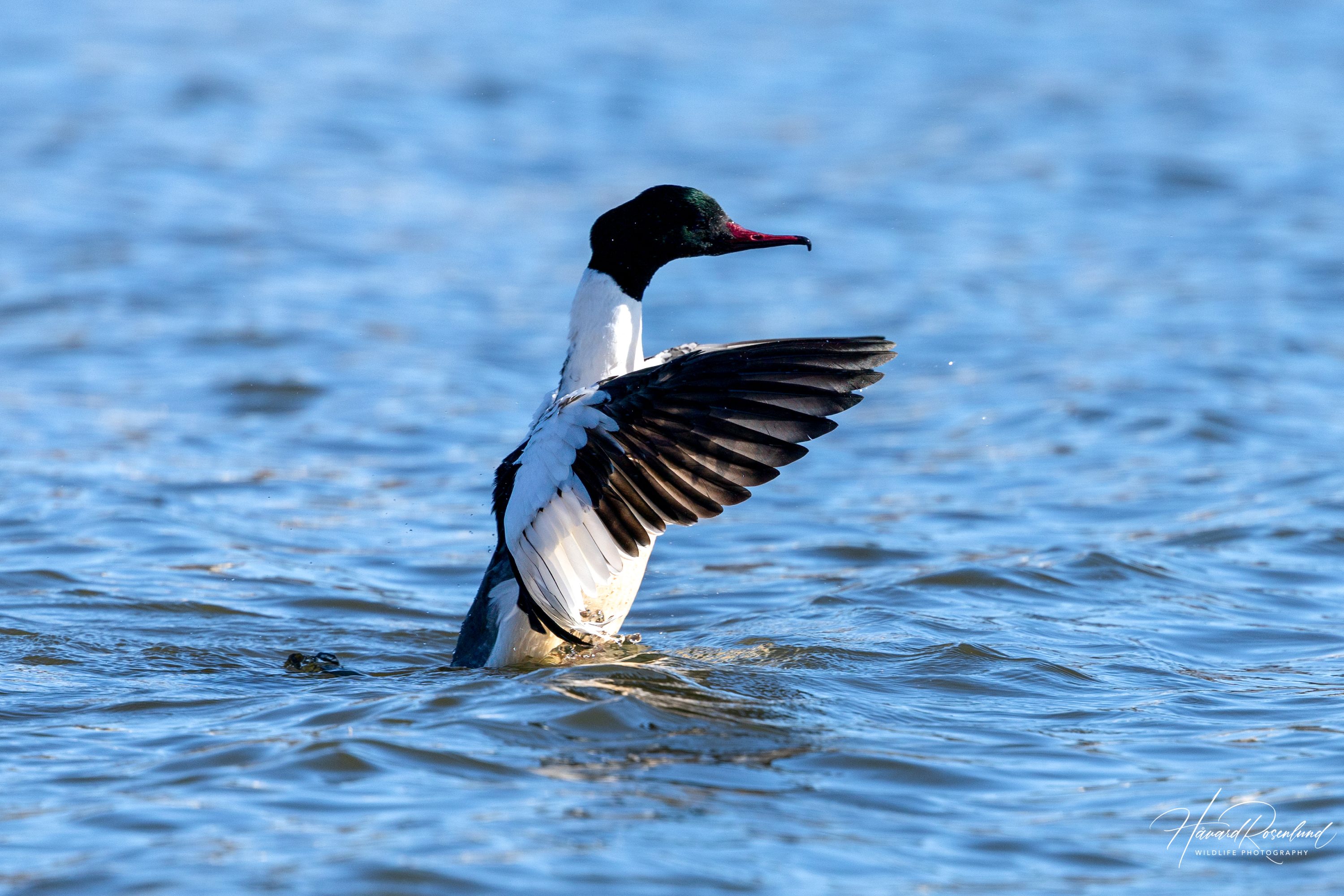 Common Merganser (Mergus merganser) - Male @ Østensjøvannet, Oslo, Norway. Photo: Håvard Rosenlund