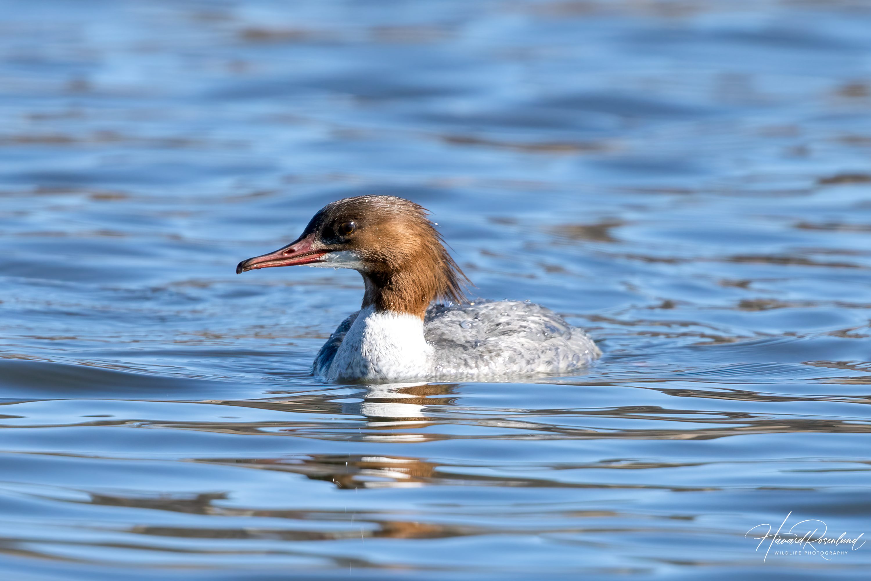 Common Merganser (Mergus merganser) - Female @ Østensjøvannet, Oslo, Norway. Photo: Håvard Rosenlund