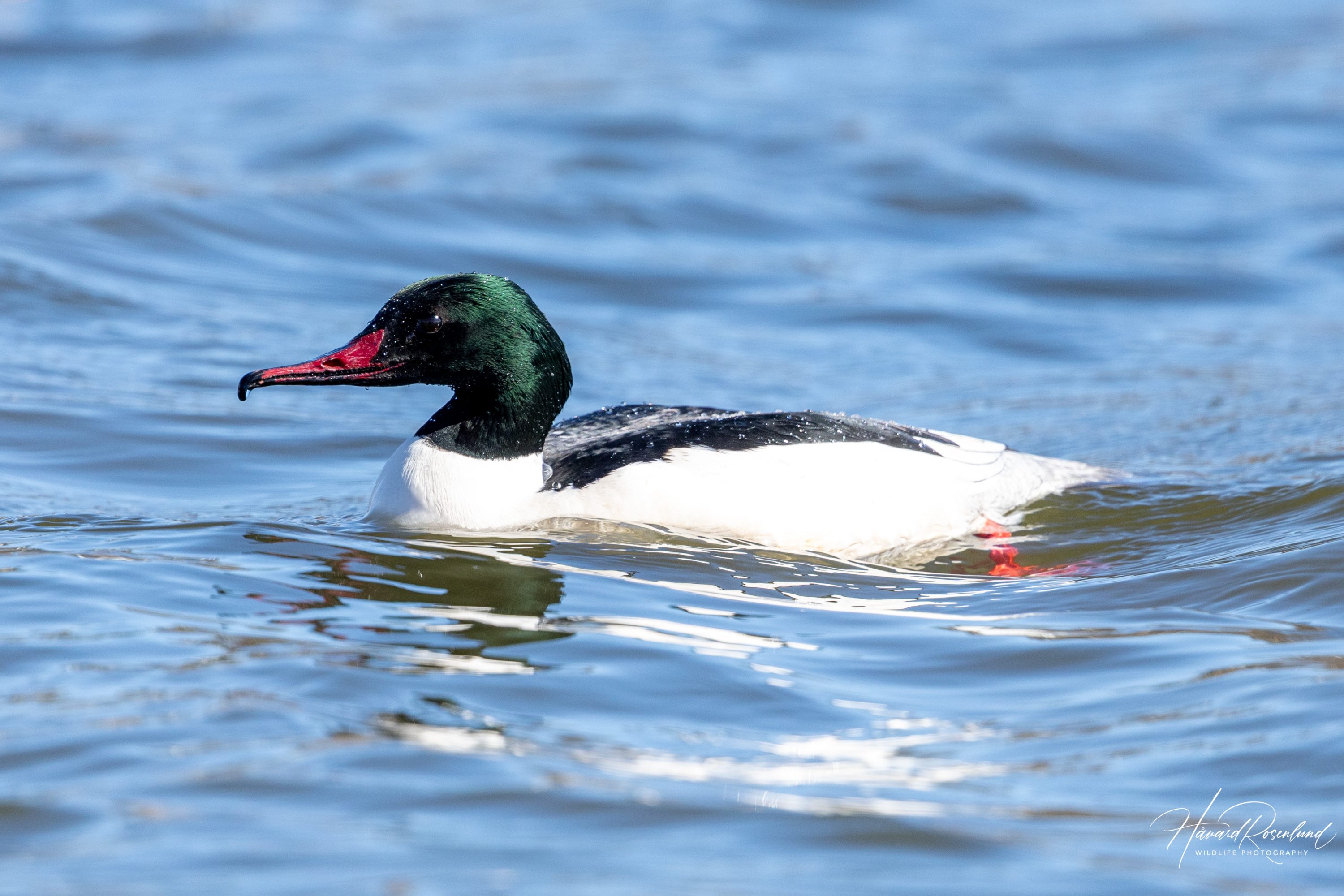 Common Merganser (Mergus merganser) - Male @ Østensjøvannet, Oslo, Norway. Photo: Håvard Rosenlund