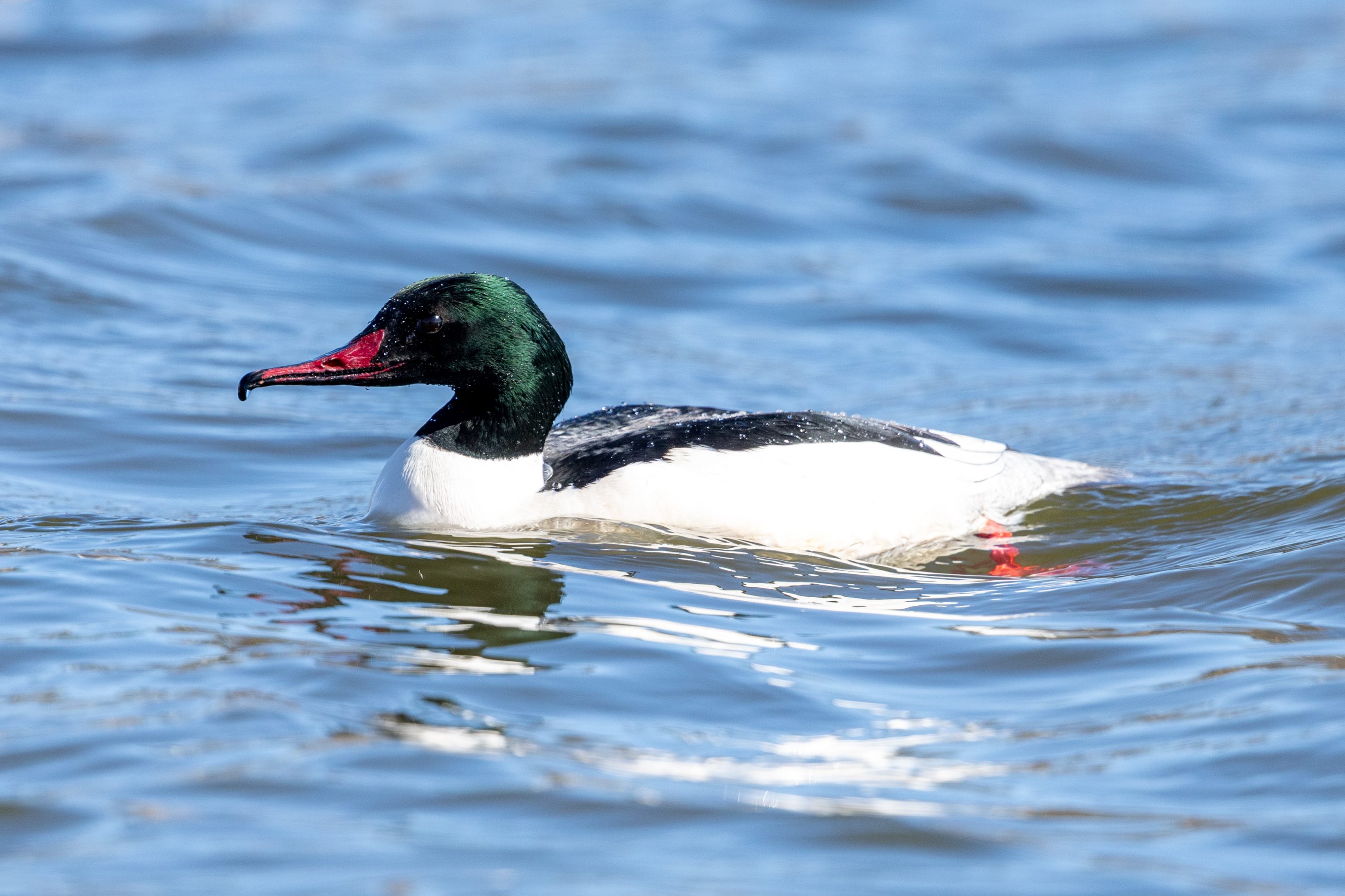 Common Merganser (Mergus merganser) - Male @ Østensjøvannet, Oslo, Norway. Photo: Håvard Rosenlund