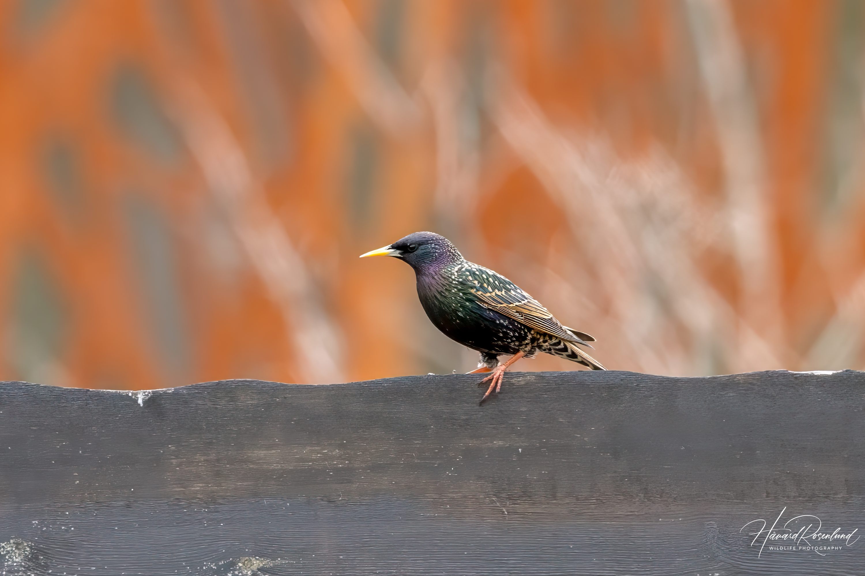 Common Starling (Sturnus vulgaris) @ Fornebu, Norway. Photo: Håvard Rosenlund