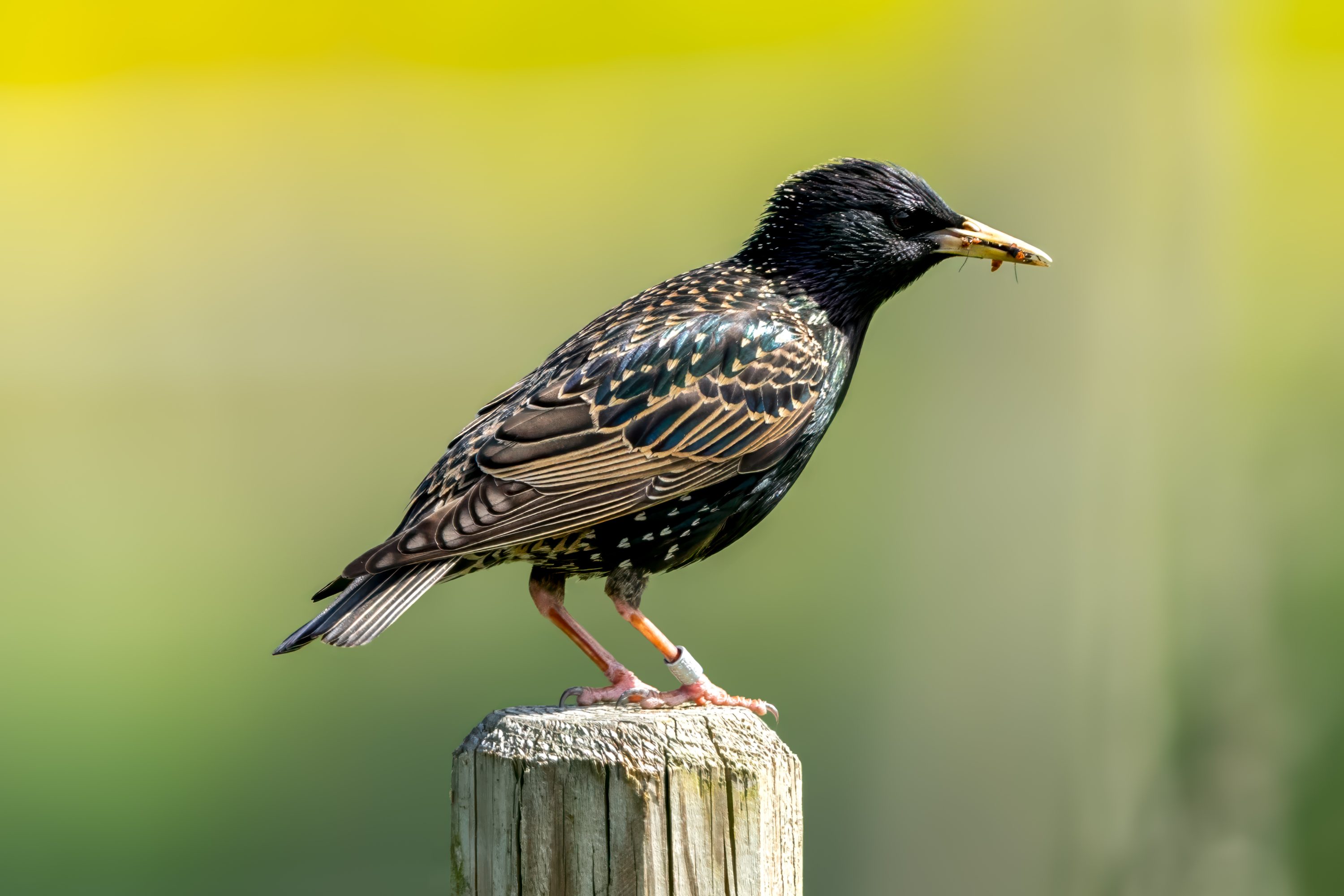 Common Starling (Sturnus vulgaris) @ Fornebu, Norway. Photo: Håvard Rosenlund
