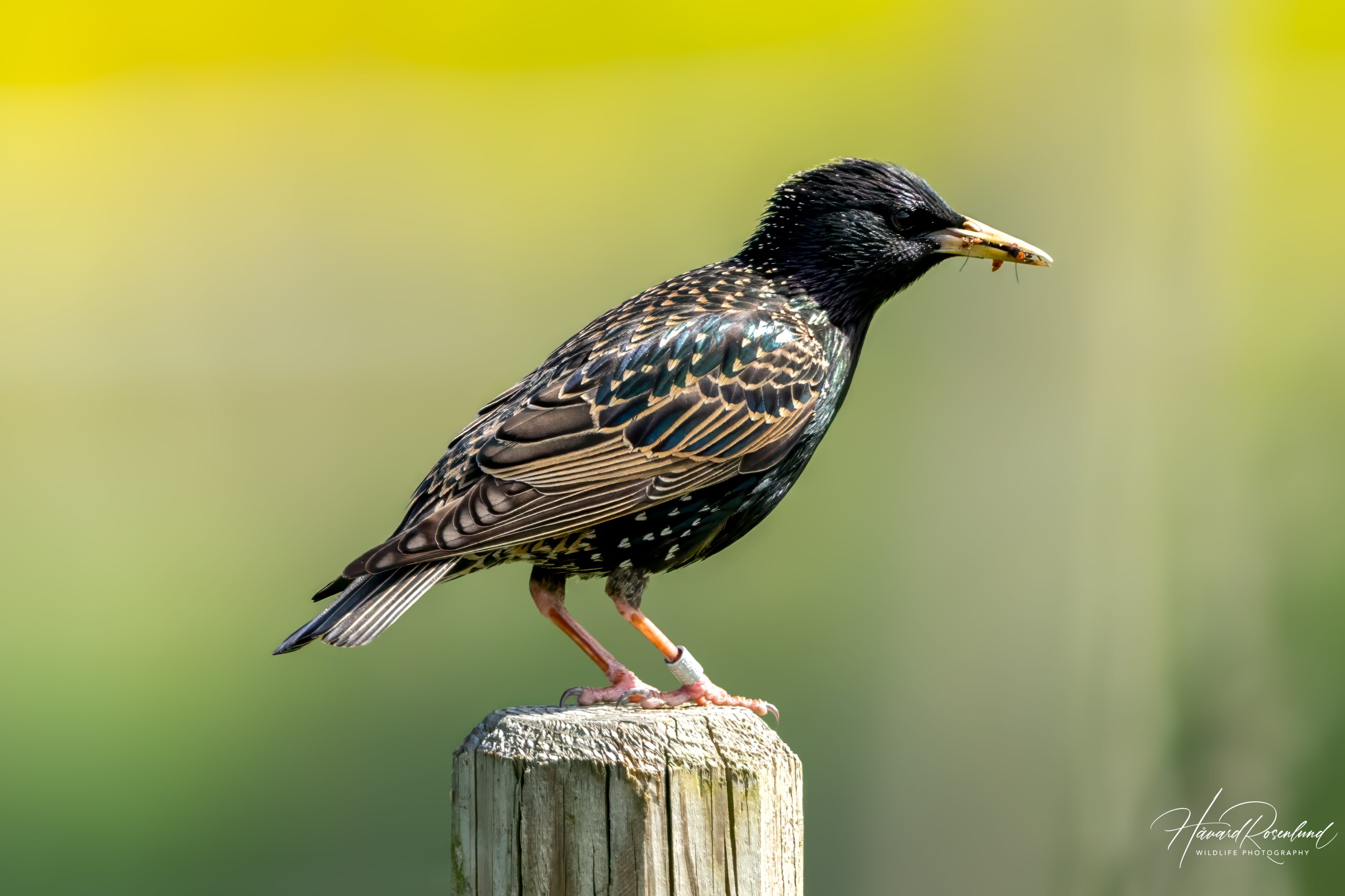 Common Starling (Sturnus vulgaris) @ Fornebu, Norway. Photo: Håvard Rosenlund