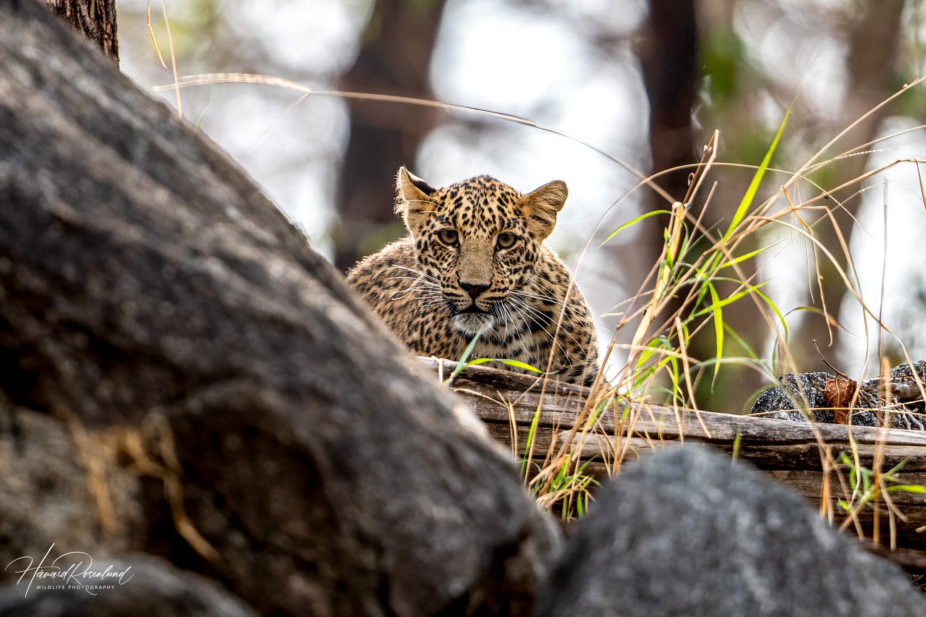 Indian Leopard Cub (Panthera pardus fusca) @ Pench National Park, India. Photo: Håvard Rosenlund